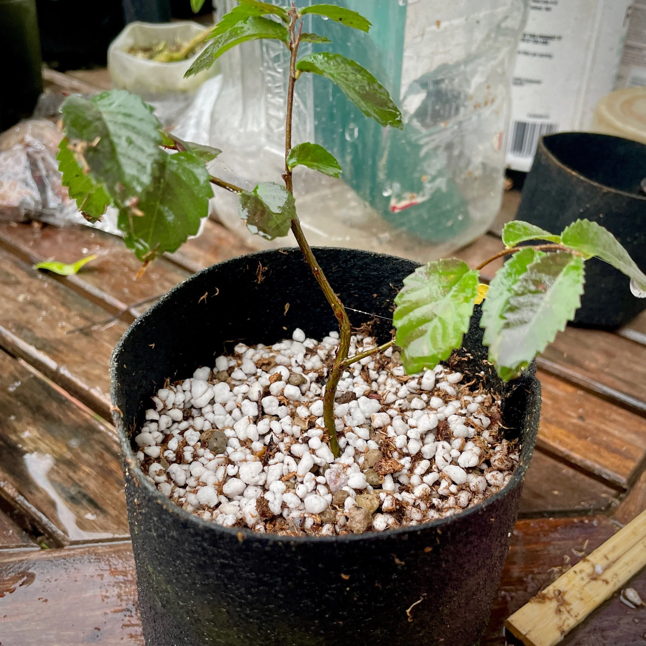 Repot Jan 2024: Perlite & peat