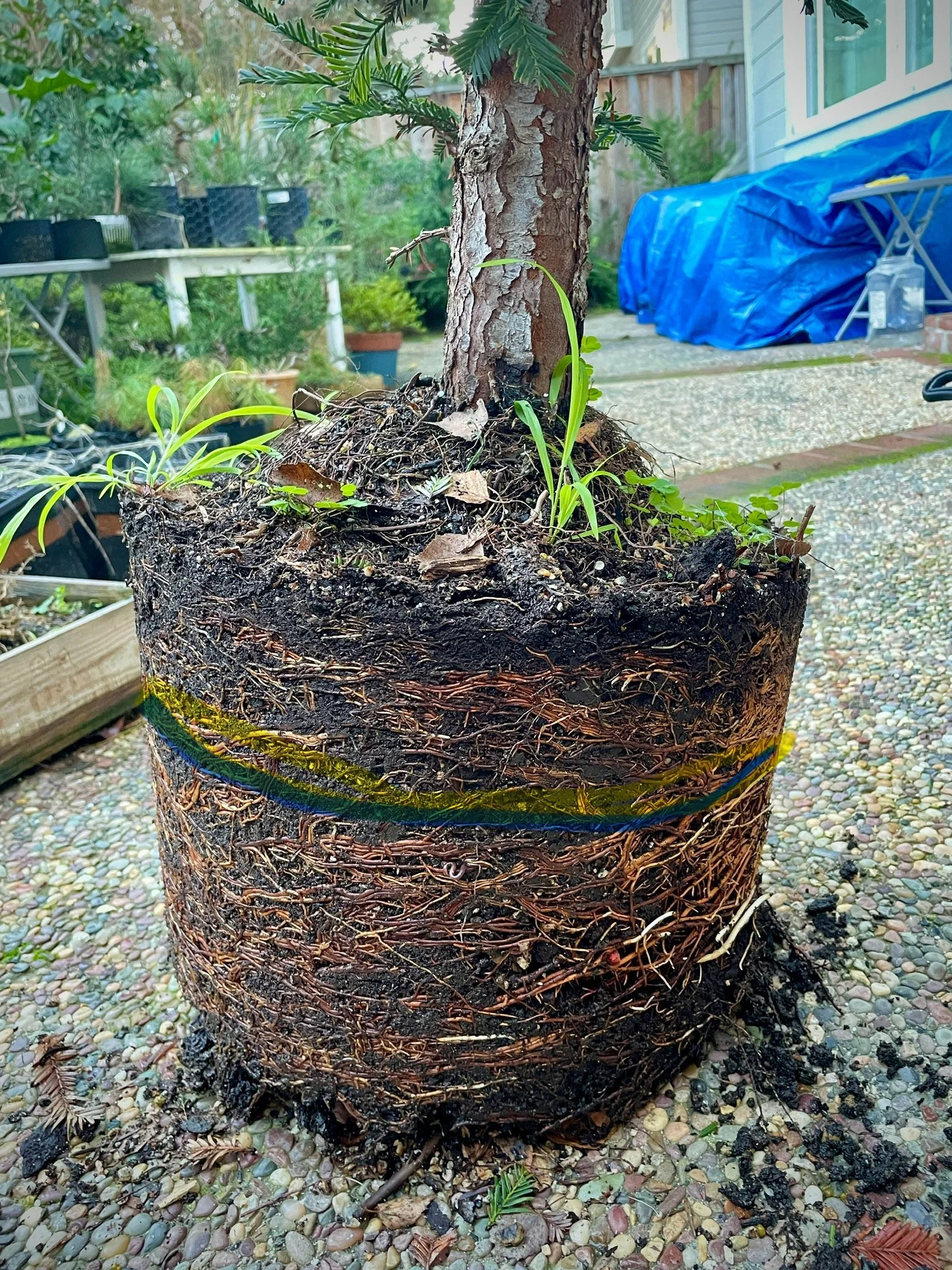 2024 Starts with Repotting