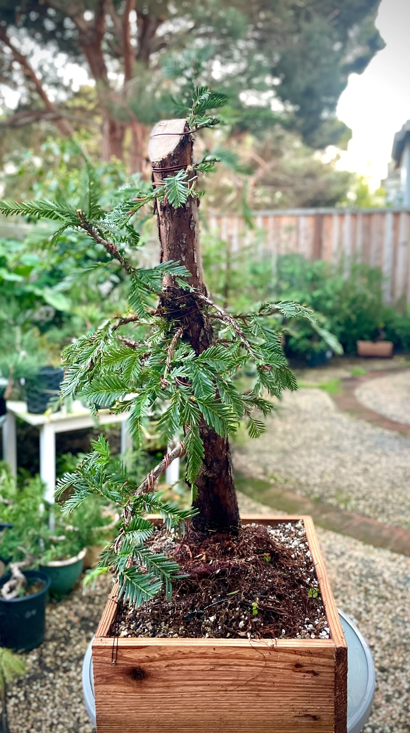 Coast Redwood