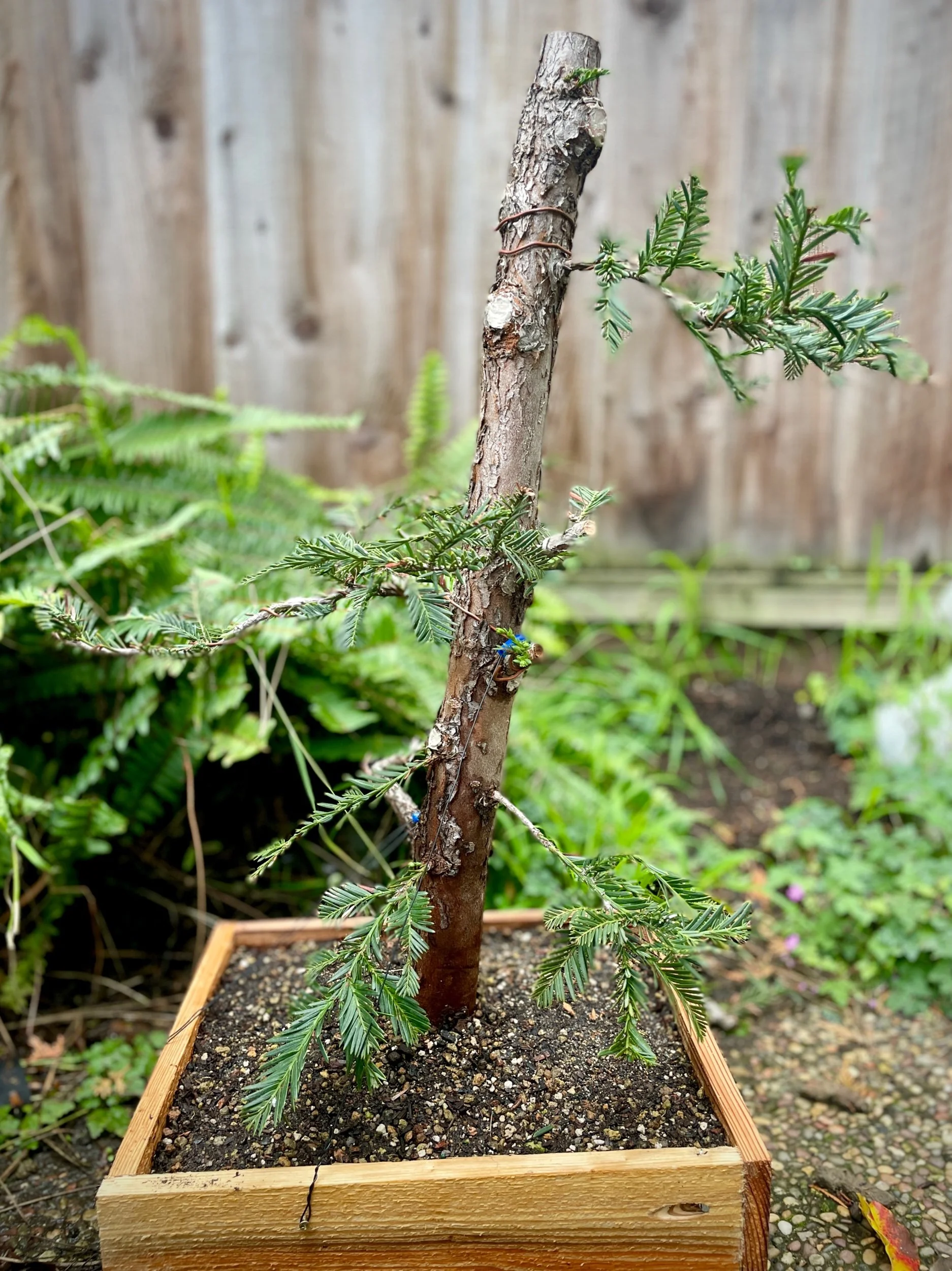 Coast Redwood (cutting)