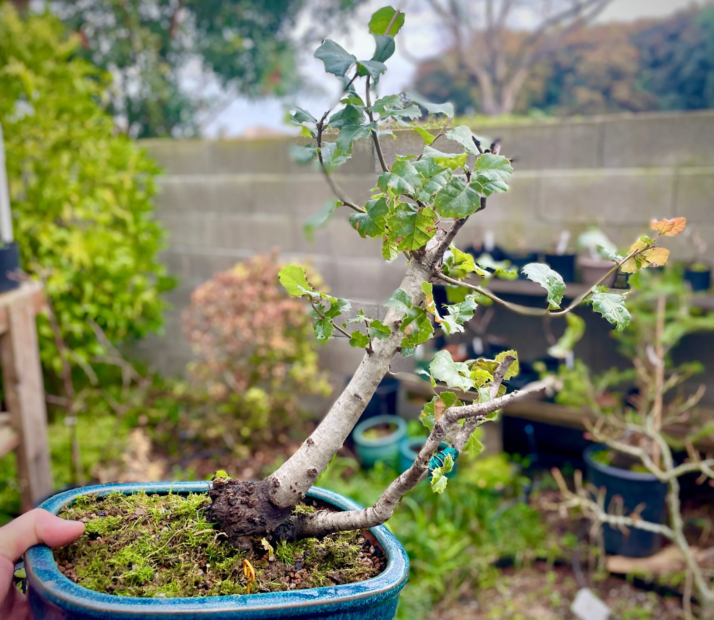 Coast Live Oak (suggest trunk chop)