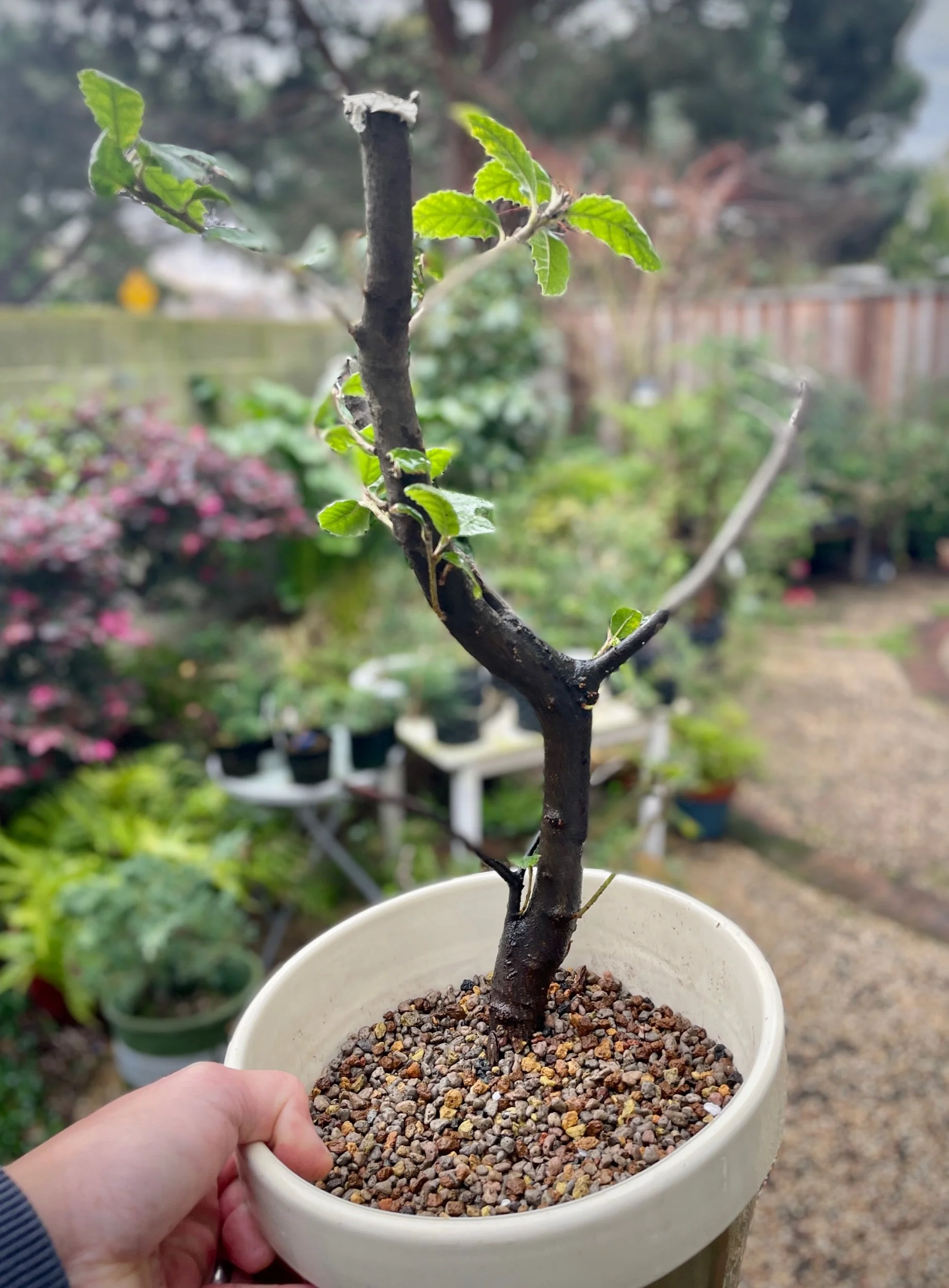 Coast Live Oak (suggest trunk chop)