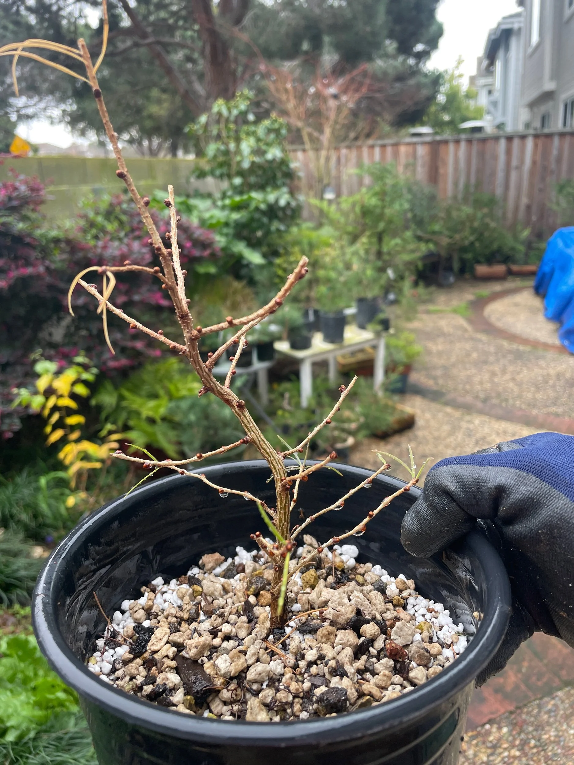 Larch in Perlite Peat