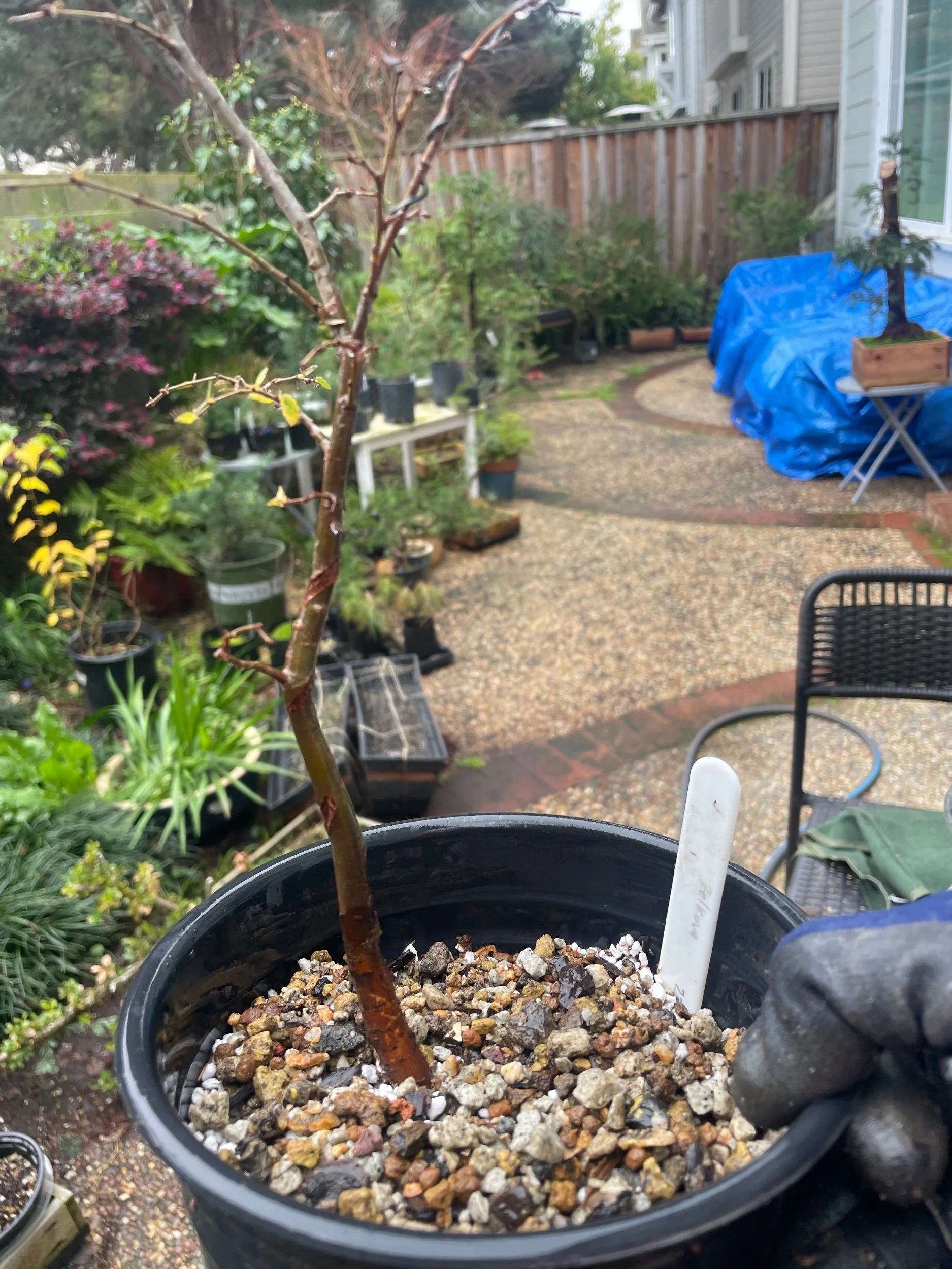 Zelkova Seratta in Perlite Peat