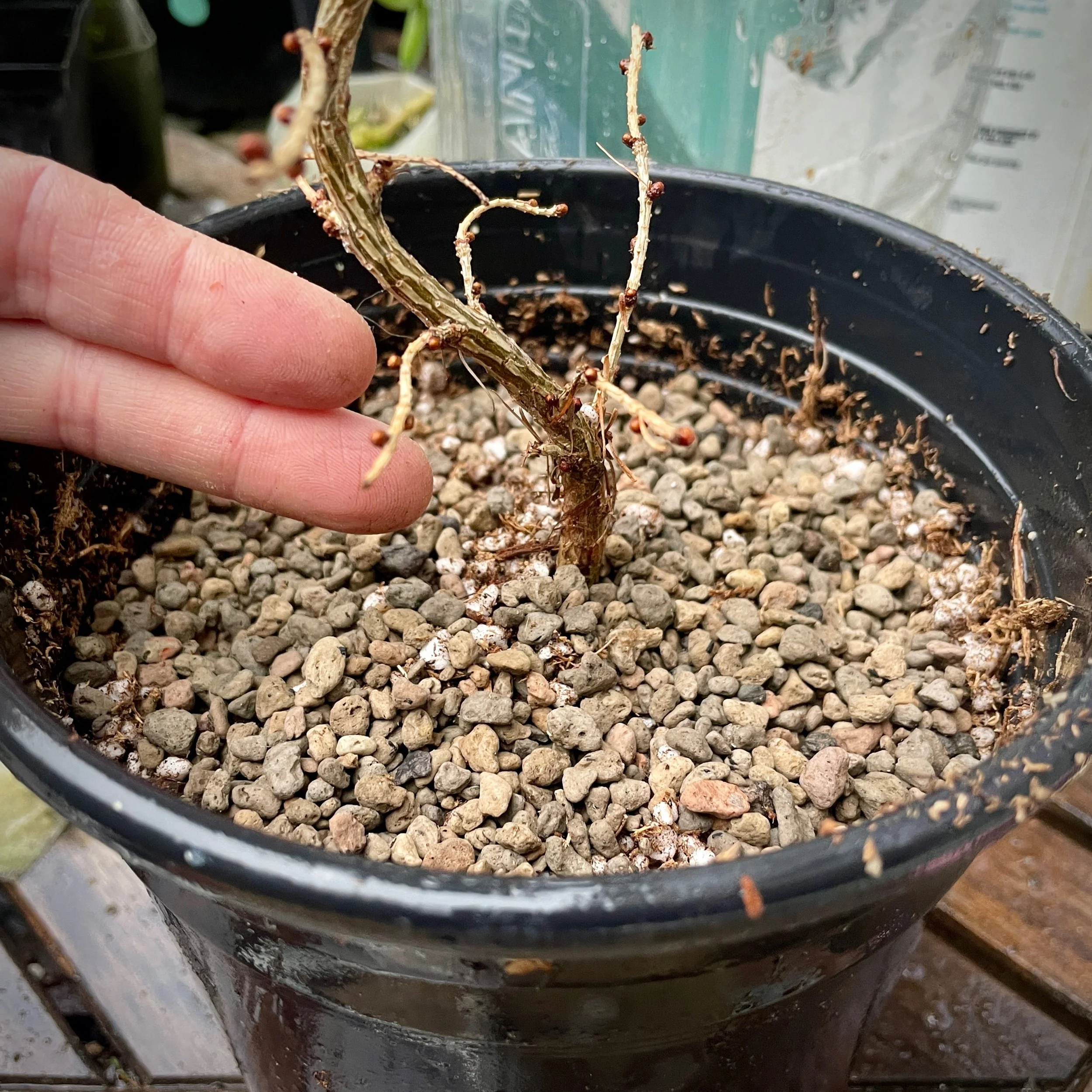 Jan 2024 early repotting