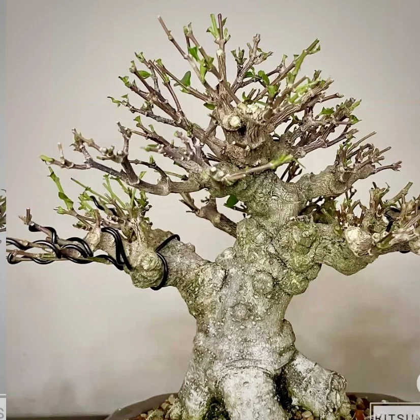 Mike Lane—Clip &amp; Grow