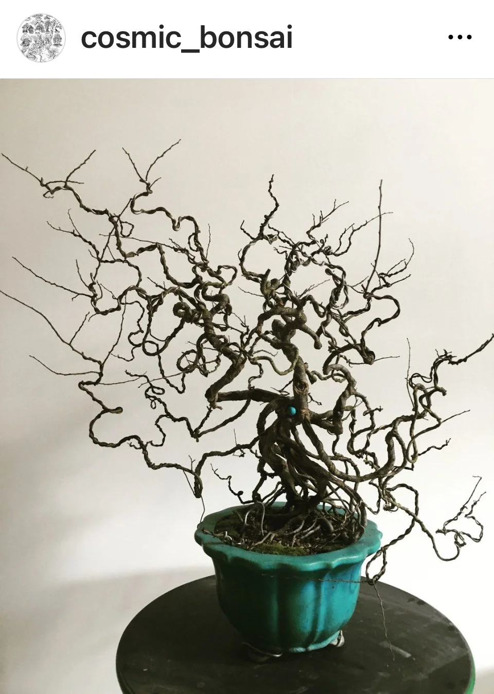 Cosmic Bonsai Style—Laurent Darrieux