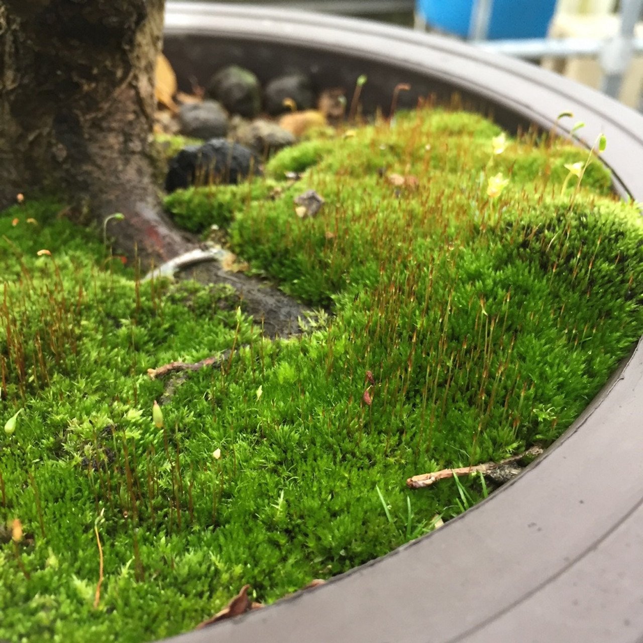 Moss