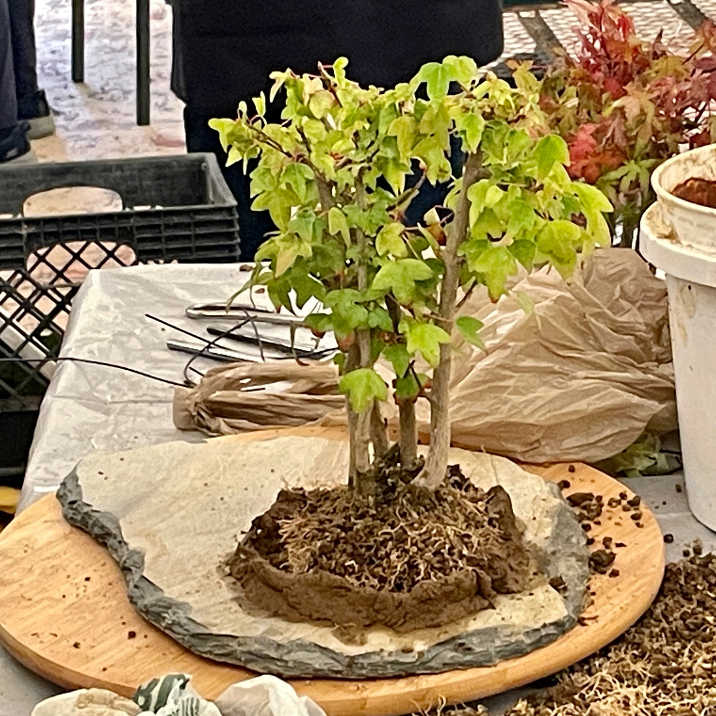 Juan Cruz—Trident on slab