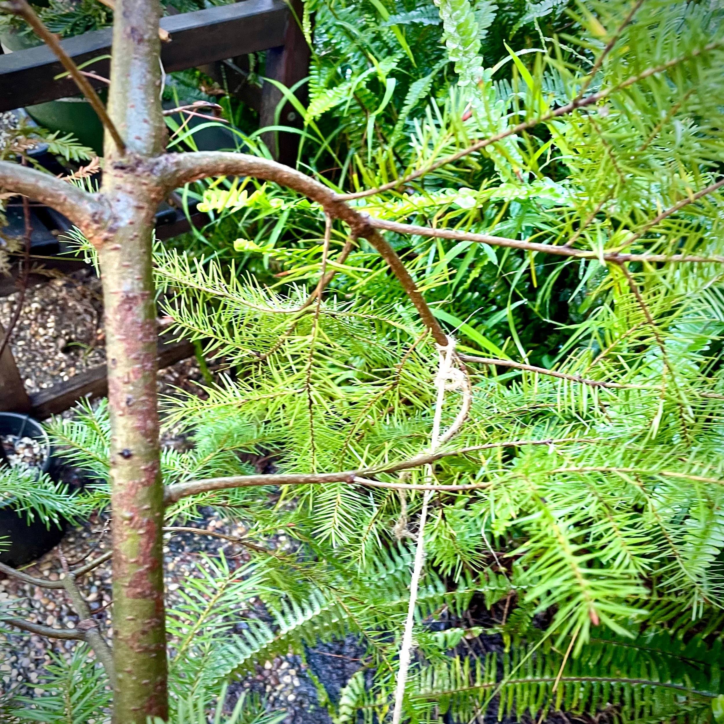 Jute tie lines - Feb 2024