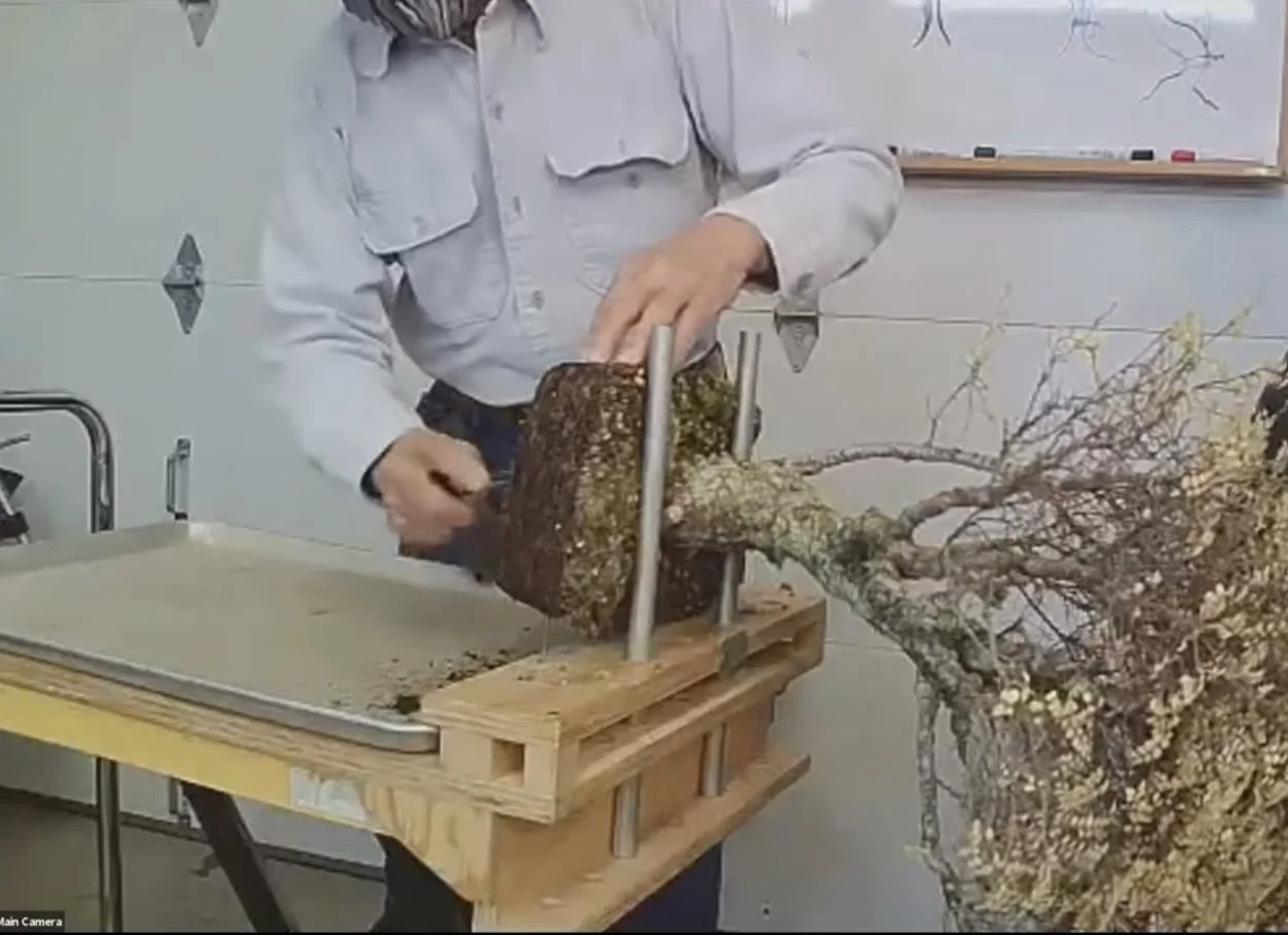 Peter Tea—Repotting