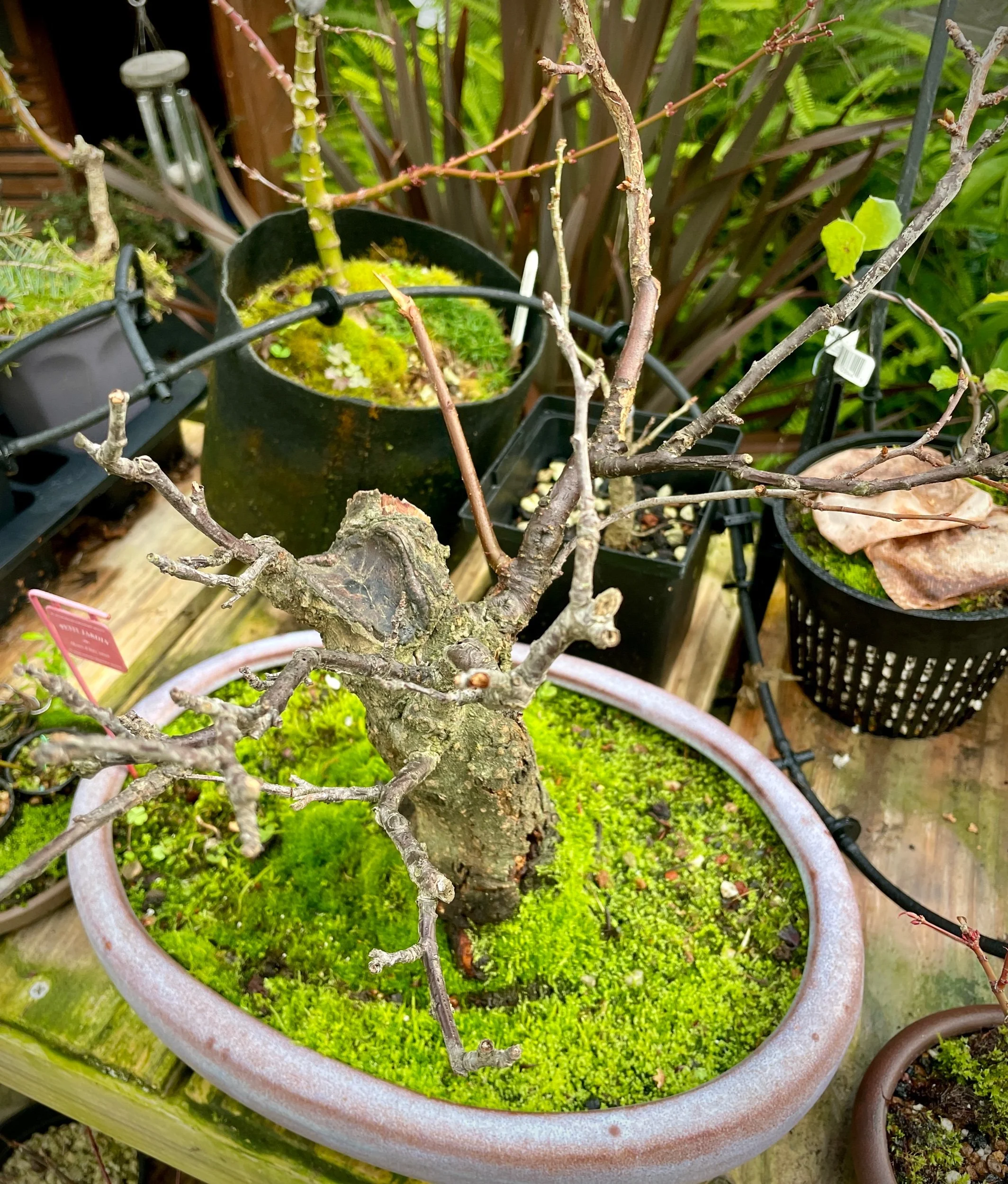 🌸 Japanese Flowering Plum, #2407