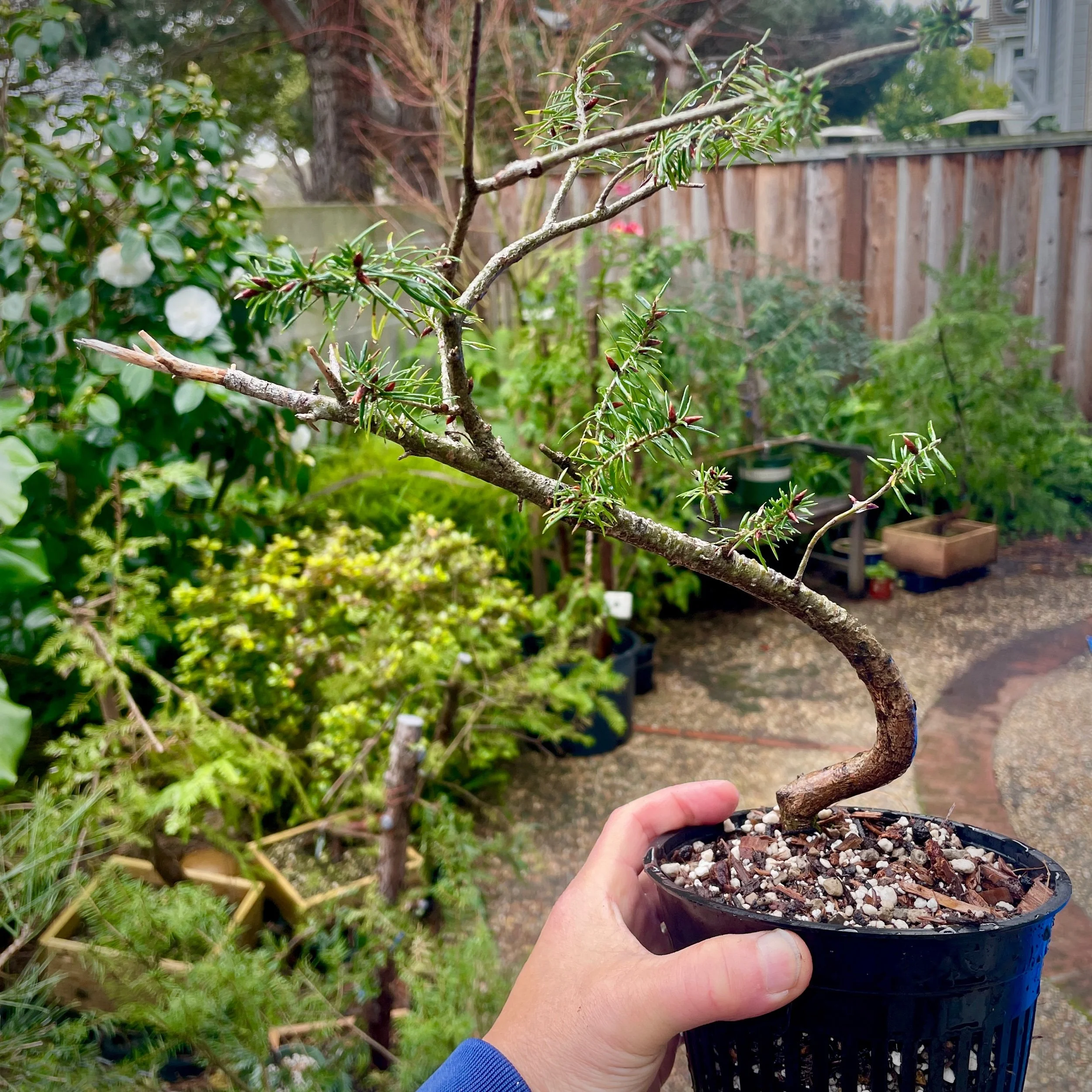   Collected Douglas Fir repot Feb 2024