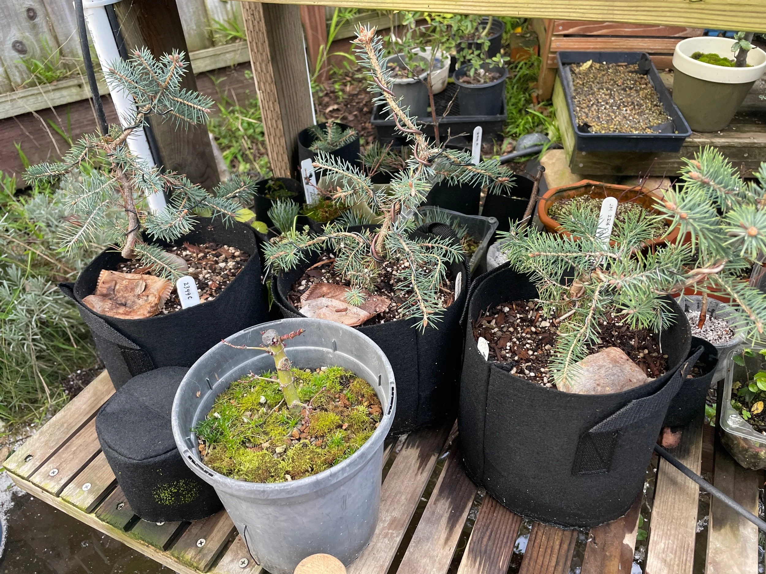 Black Spruce repot