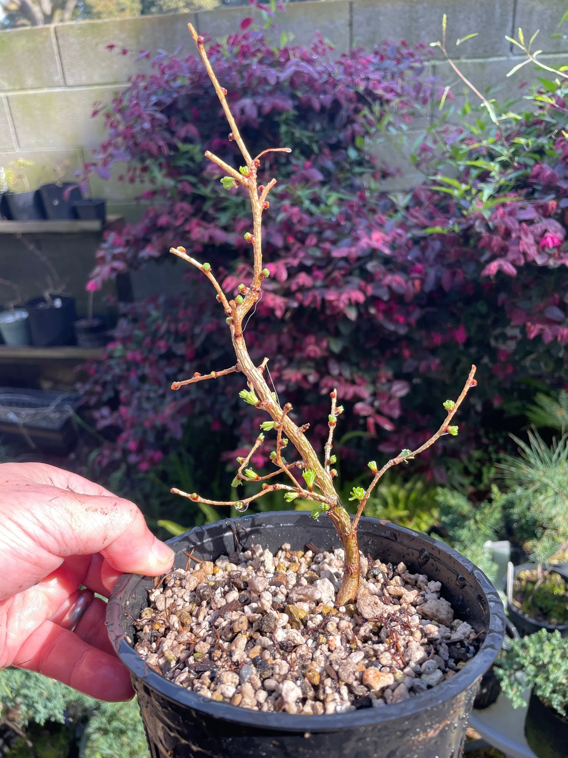 Larch repot