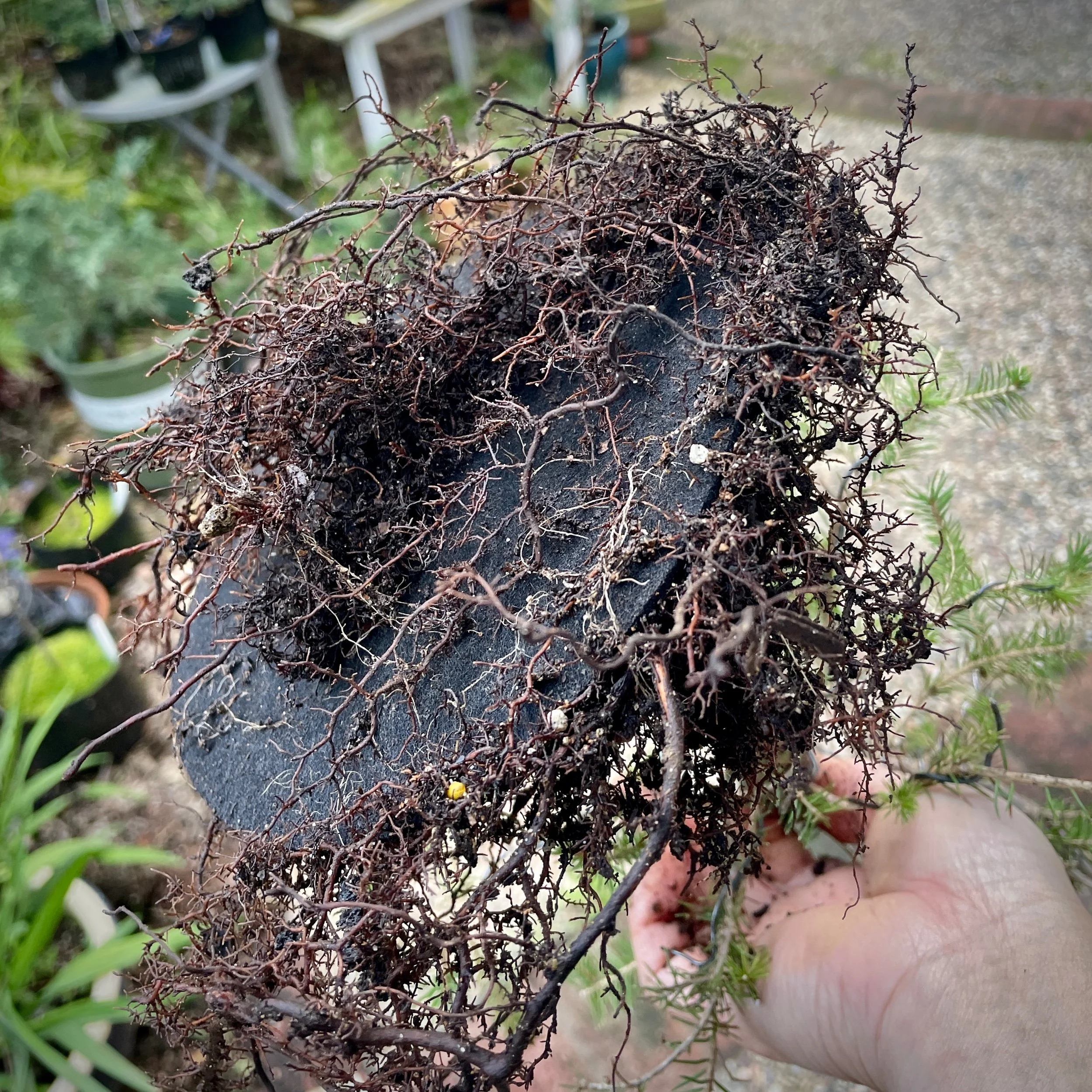 Ezo Spruce 1 yr on felt disc