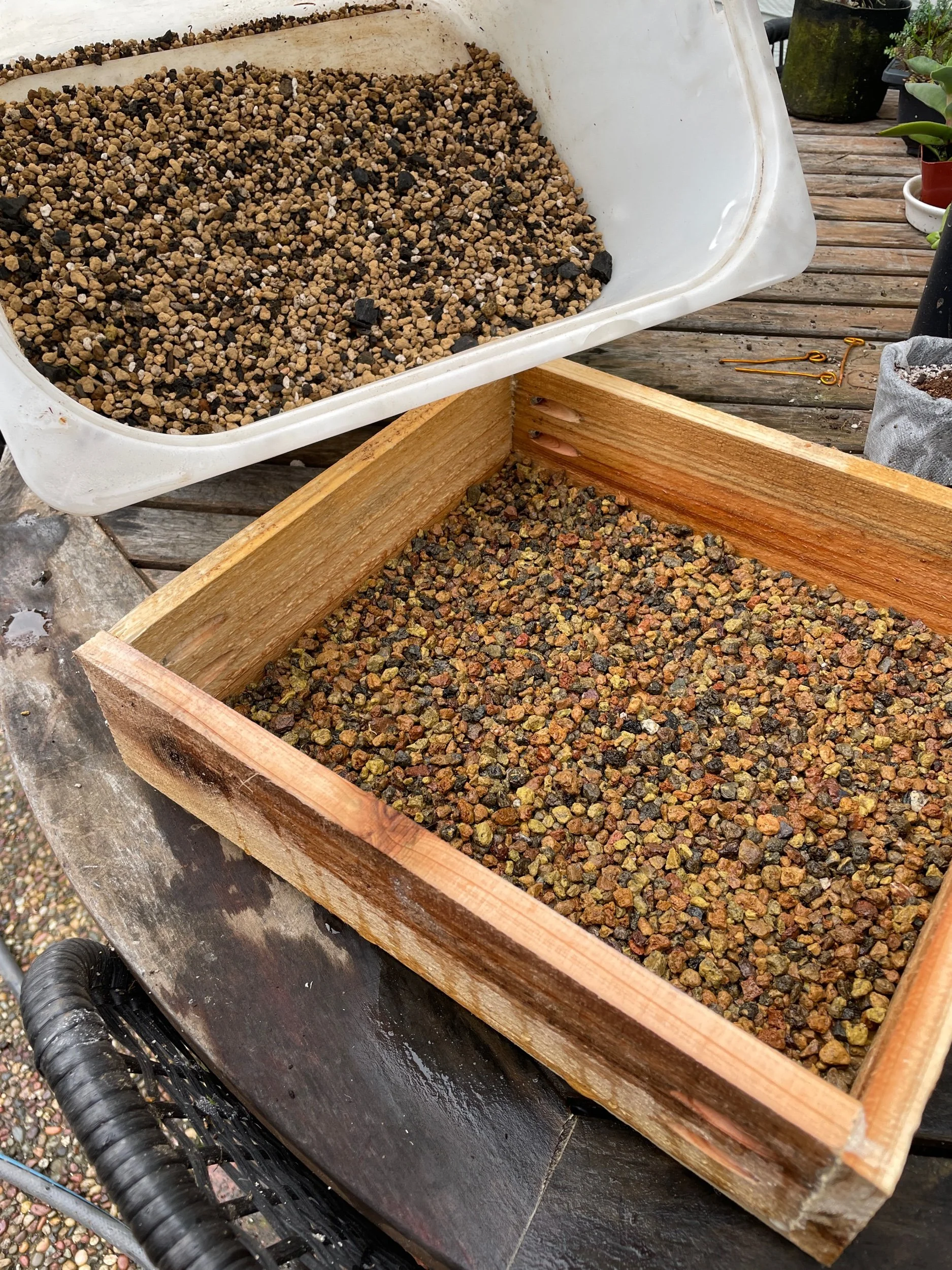 50% A : 25% L : 25% P (charcoal & michorizae)