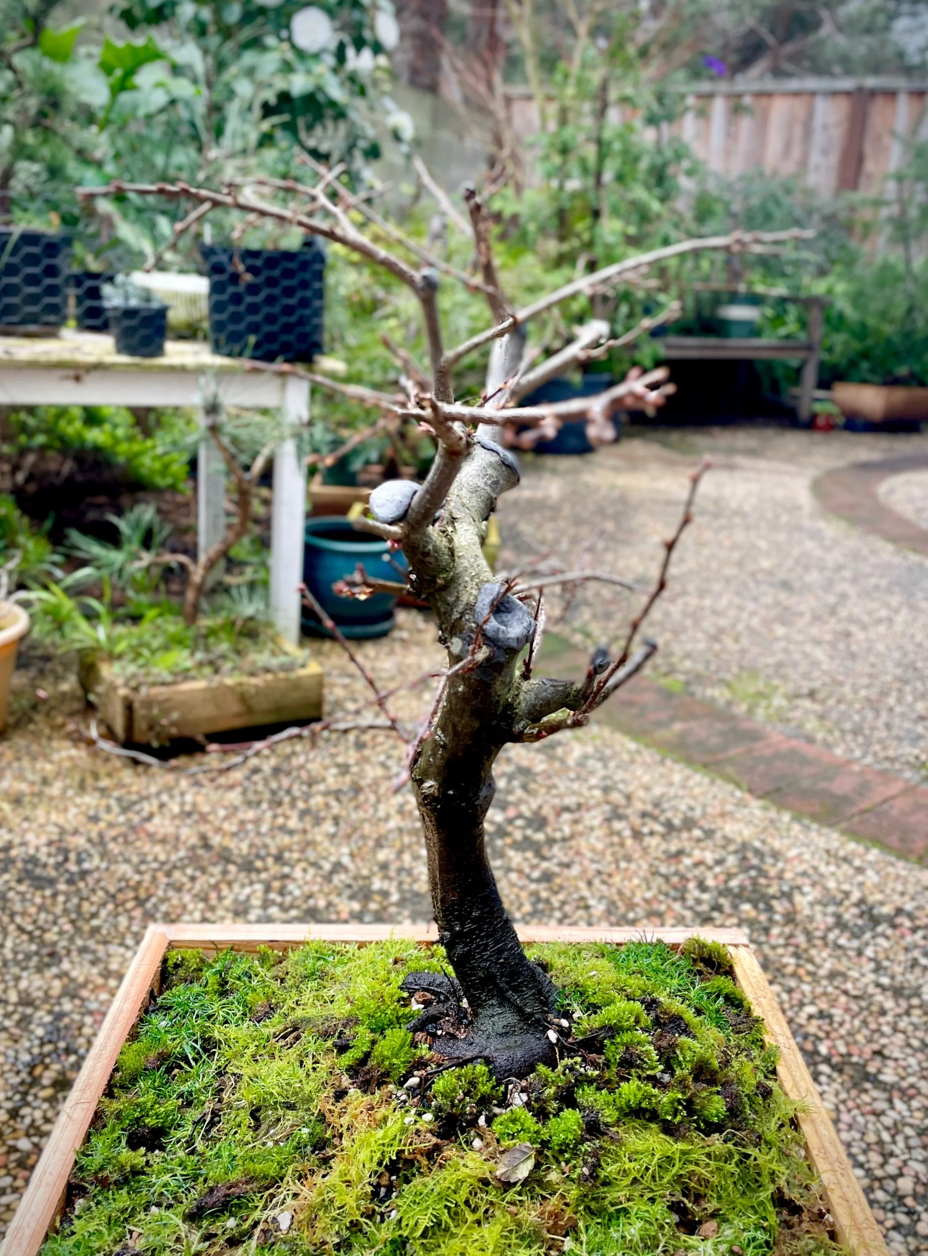 Grow box w inorganic high draining soil