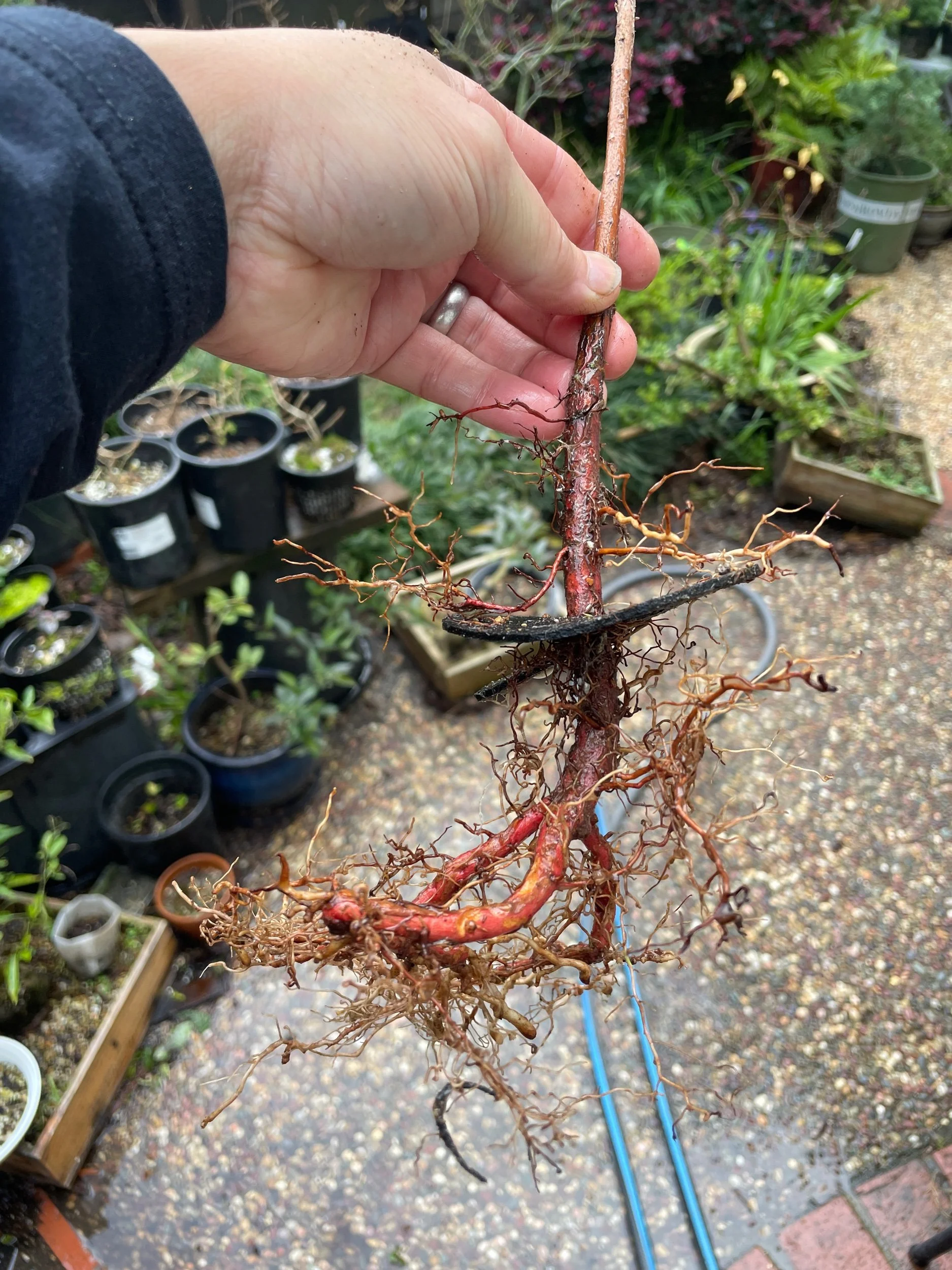 Bald cypress repot