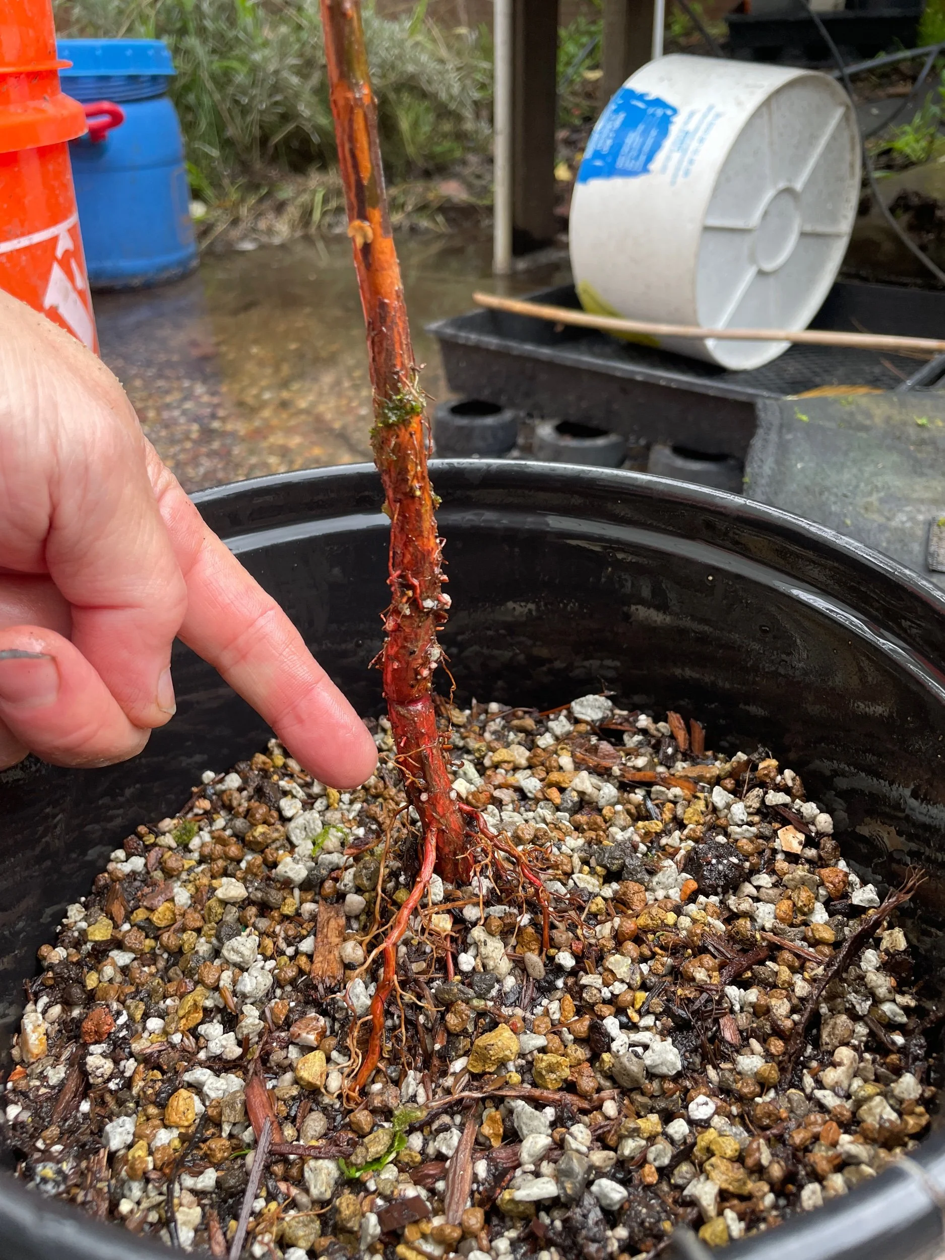 Organic soil & aggregate