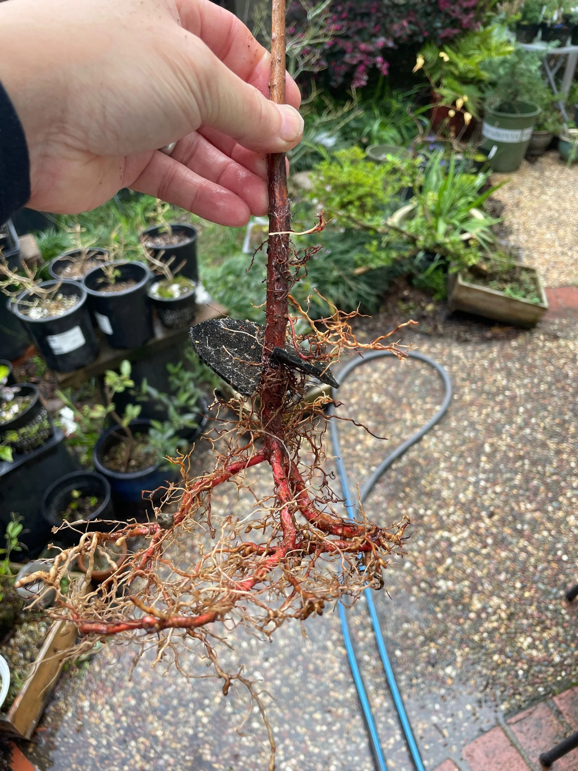 Bald Cypress Feb 2024 repot
