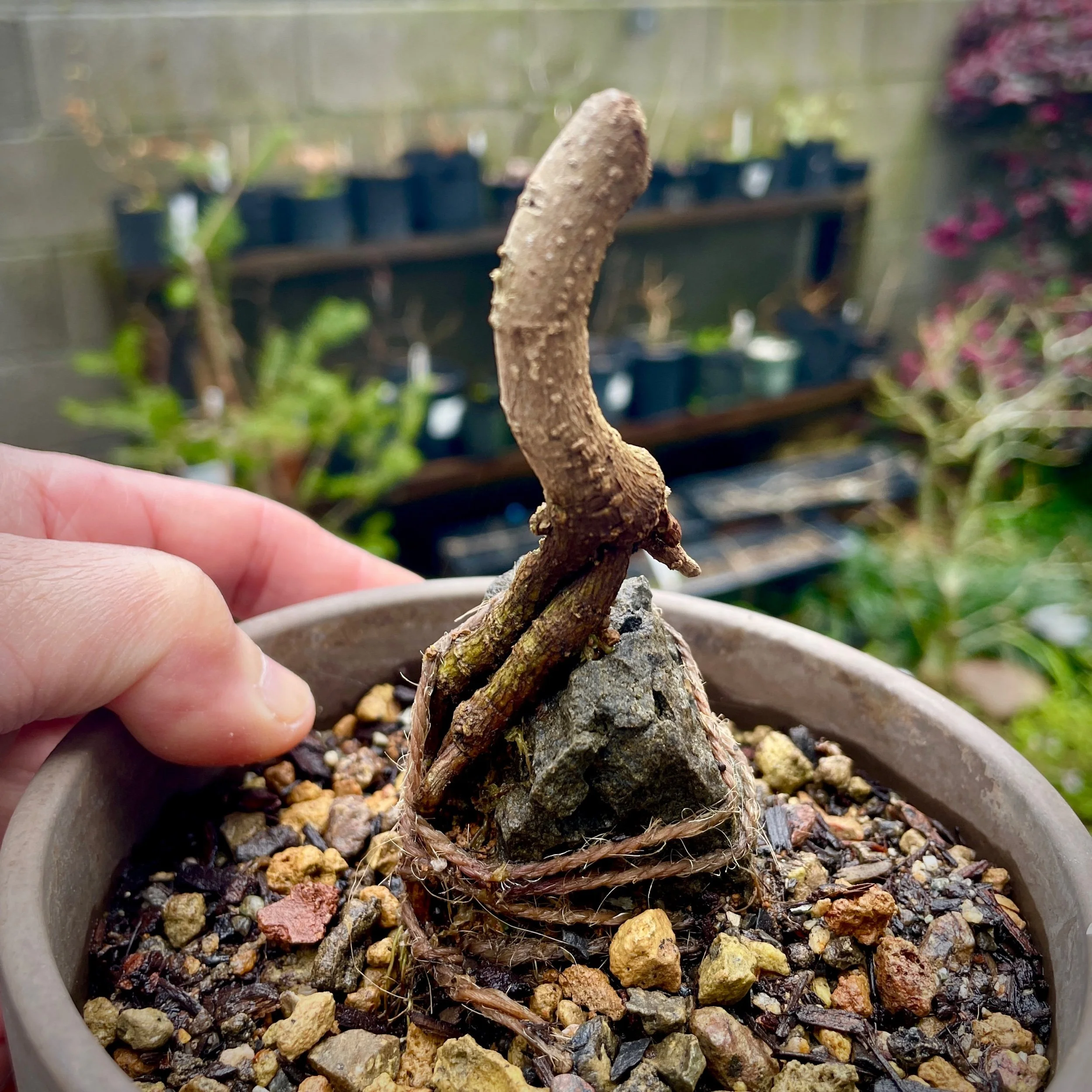 Big tap root cutting over rock