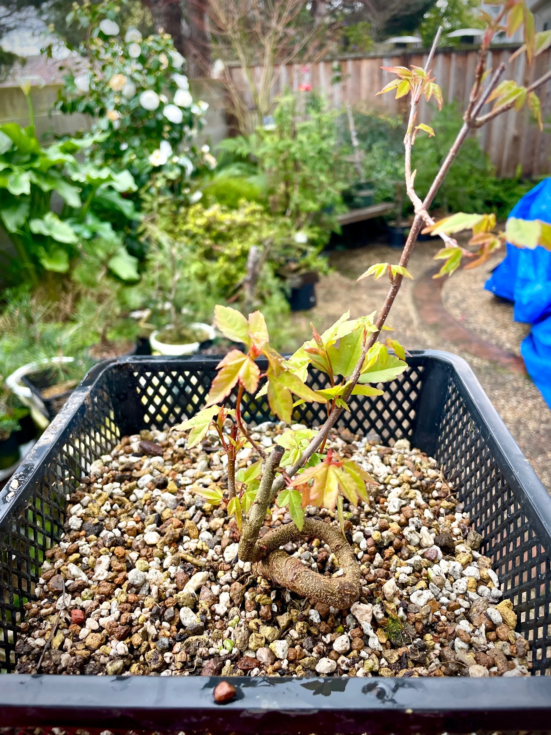 Trident in aggregate pond basket & felt disc