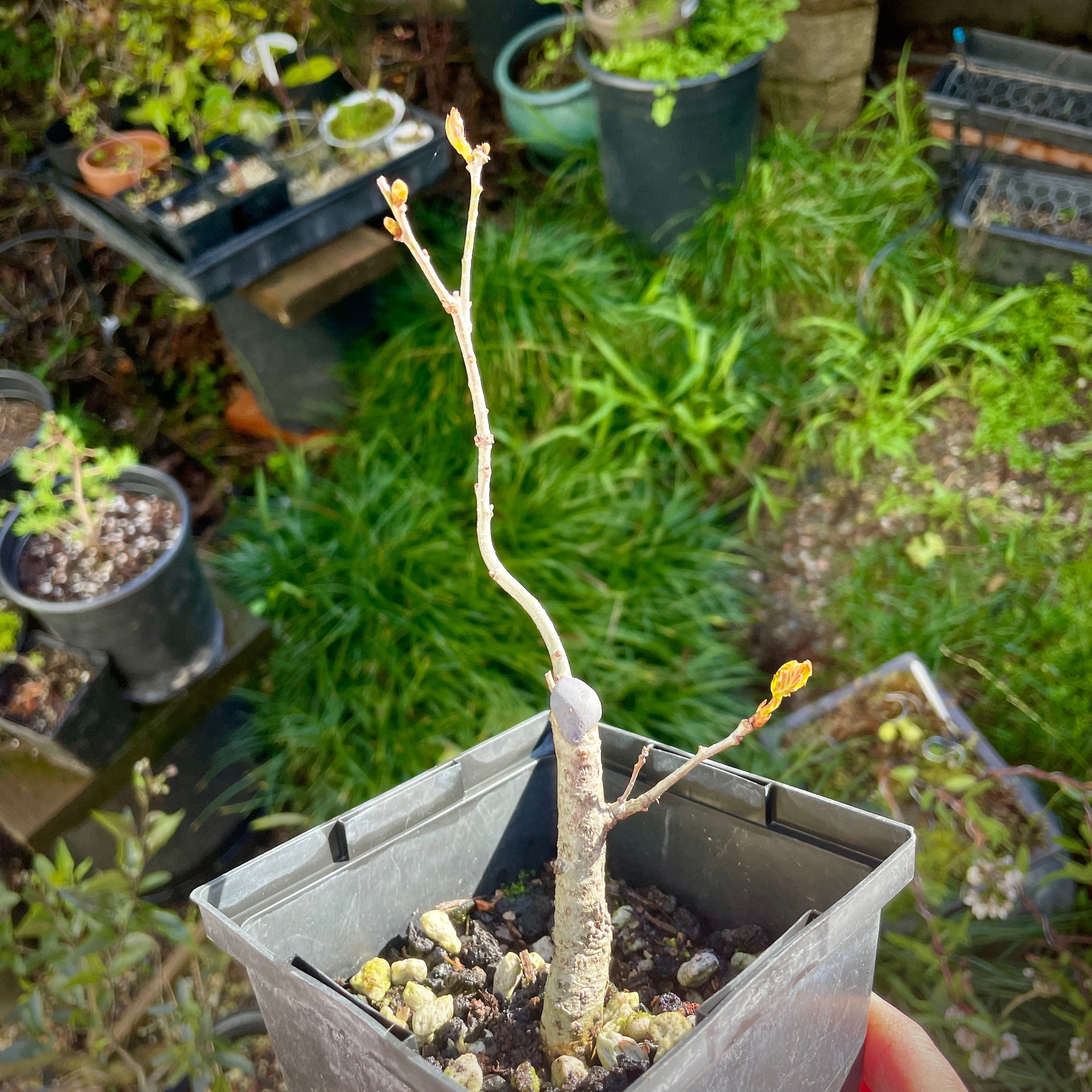 English Oak Mar 1