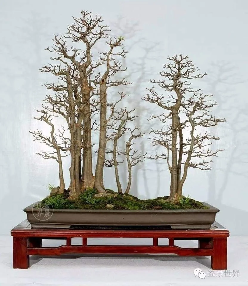 Forest - Copse Development