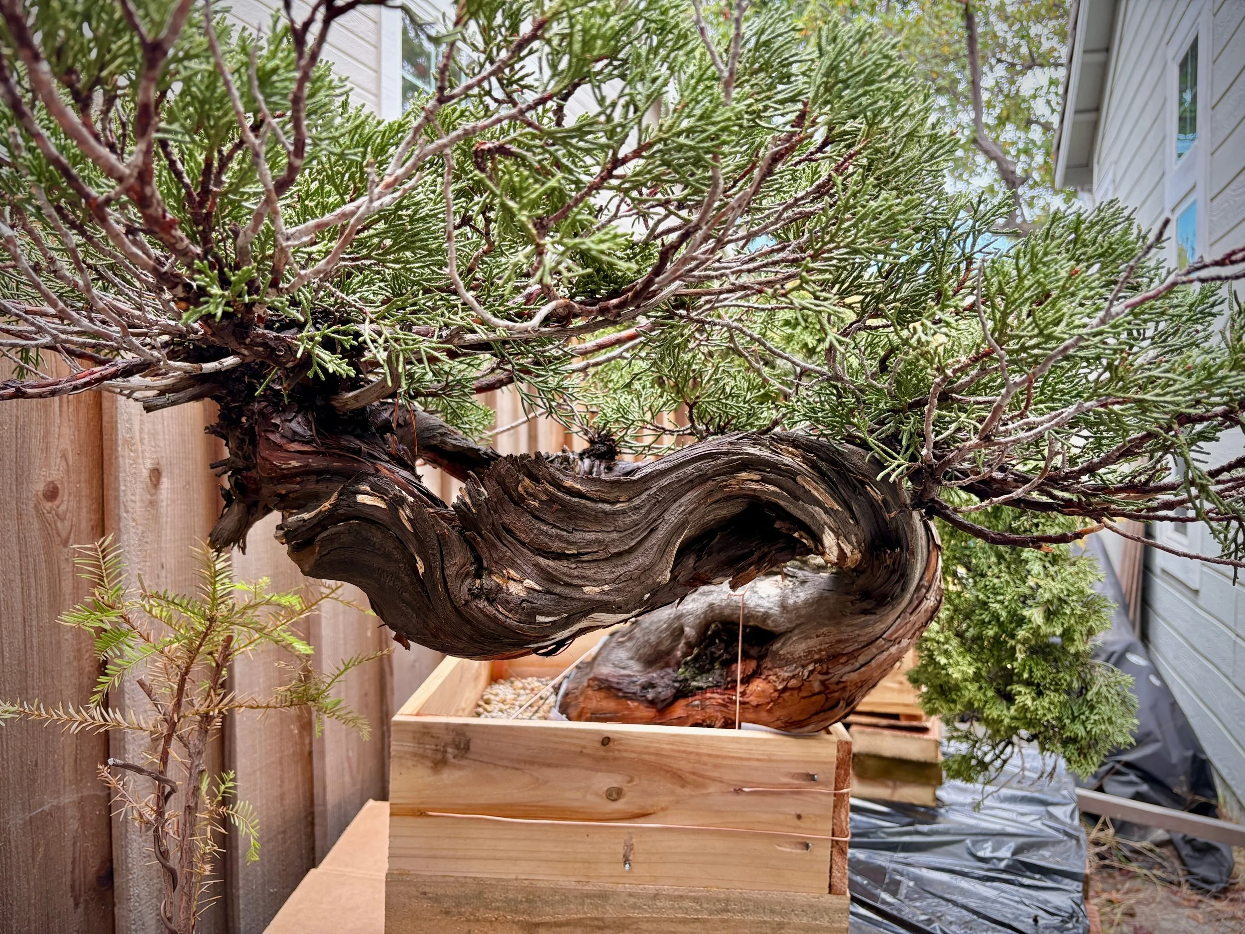 ⭐️ Sierra Juniper, Yamadori #2525