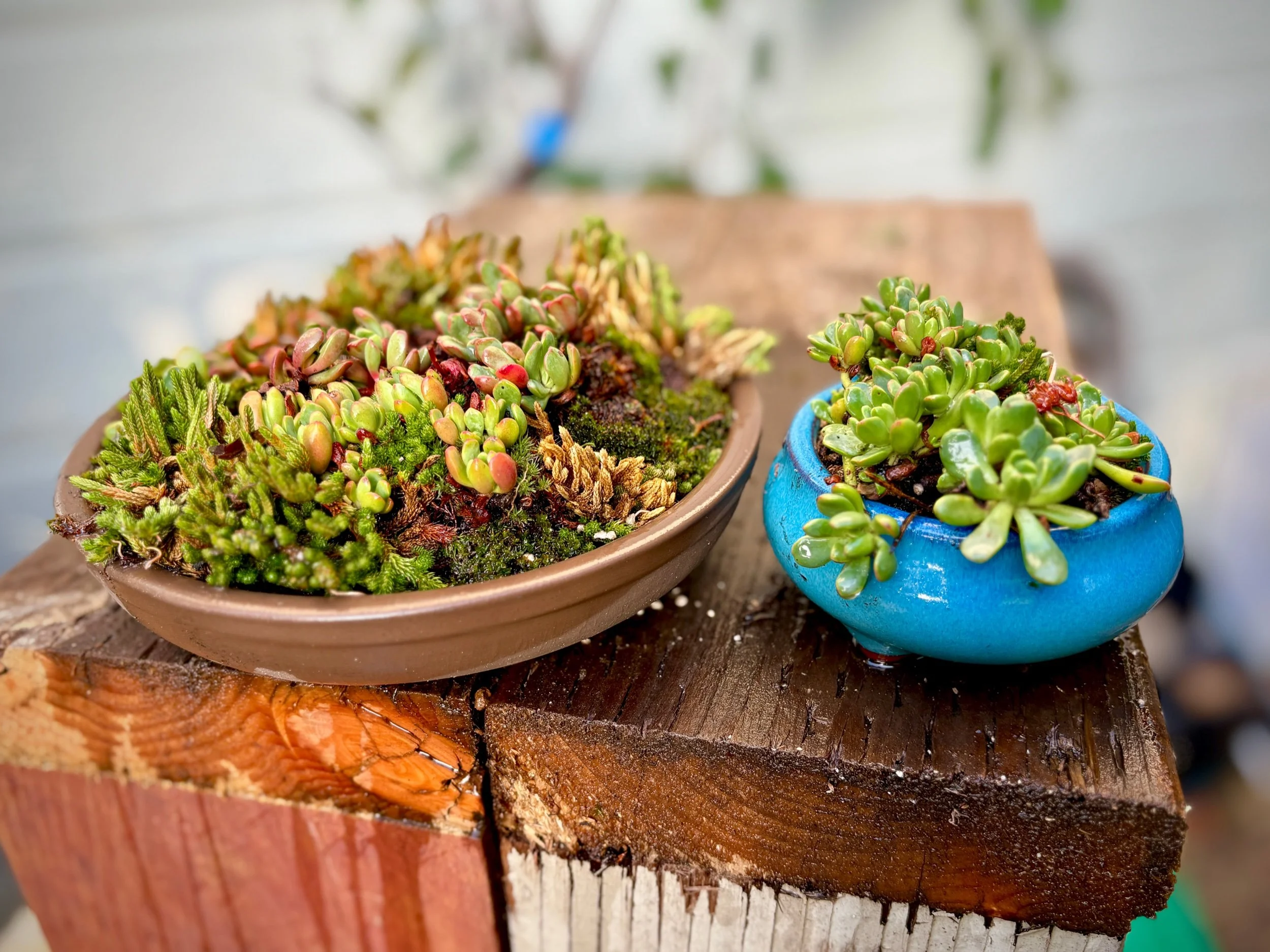 Sierra Accent Plants