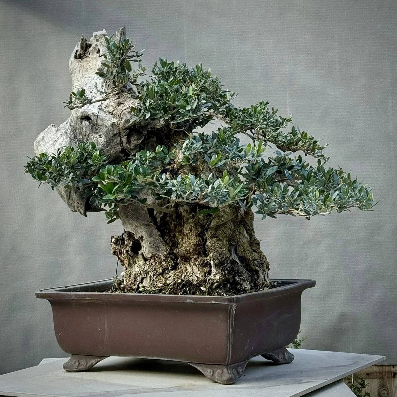 🎖️ Olive Inspiration