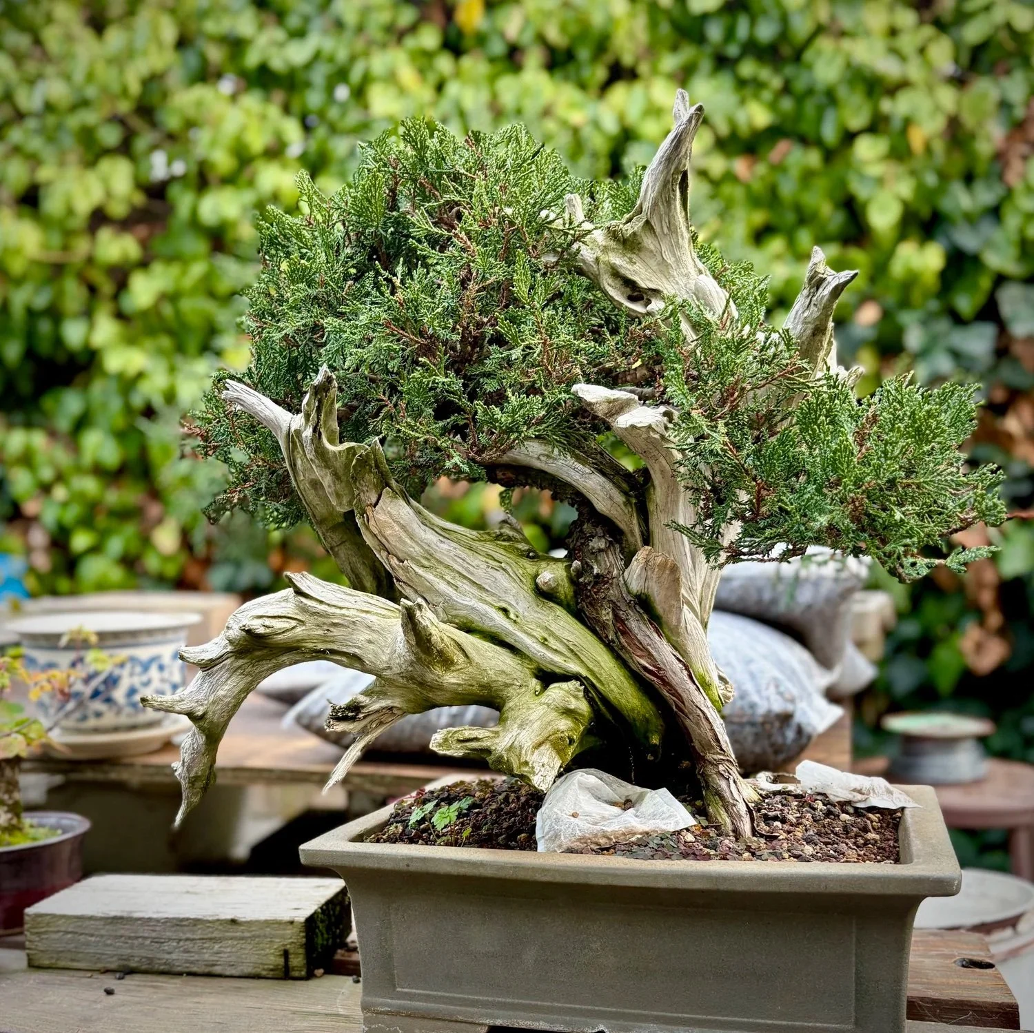 ⛩️ Rich Oaks Garden