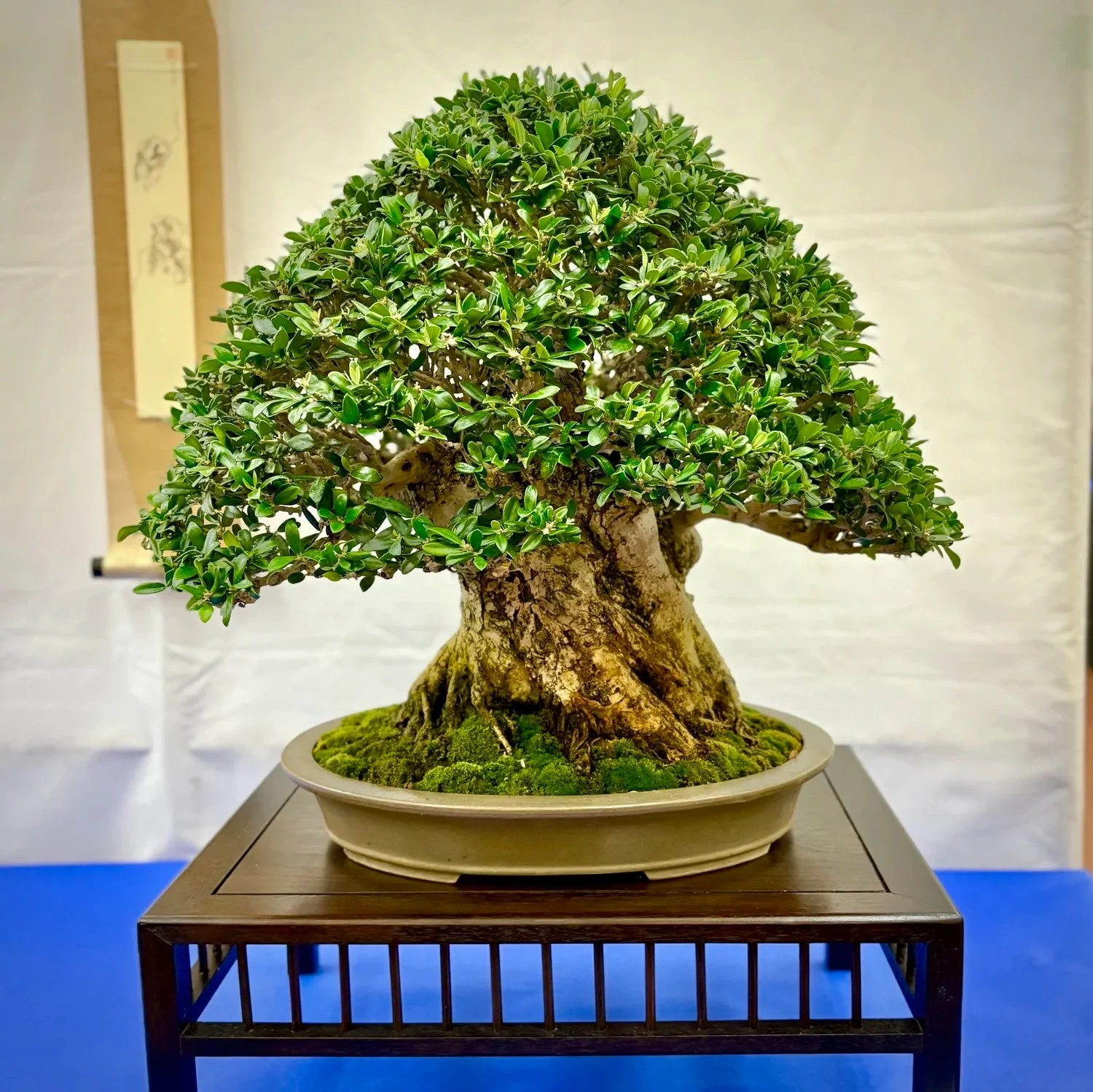 ⛩️ East Bay Bonsai Club Show 2025