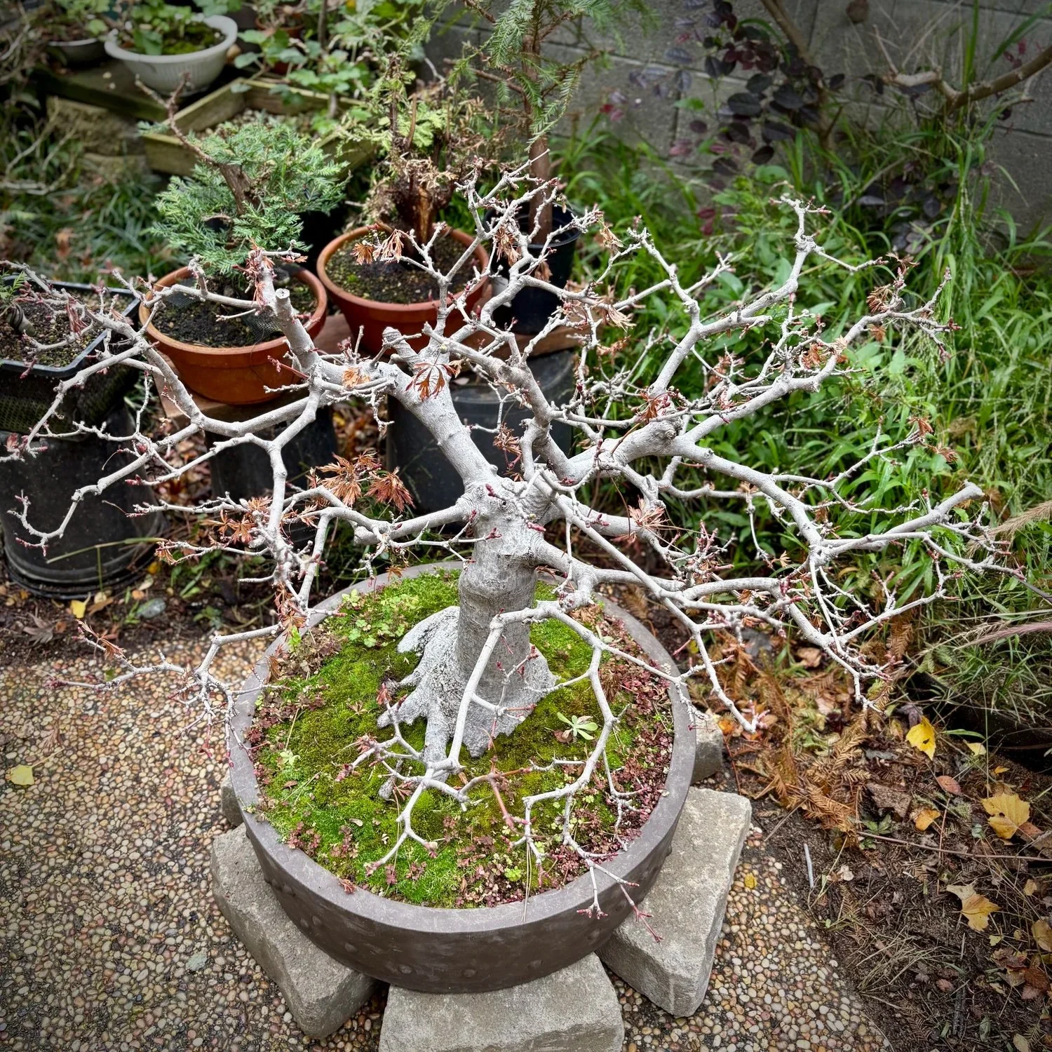 🍁 Lace Japanese Maple, #2532