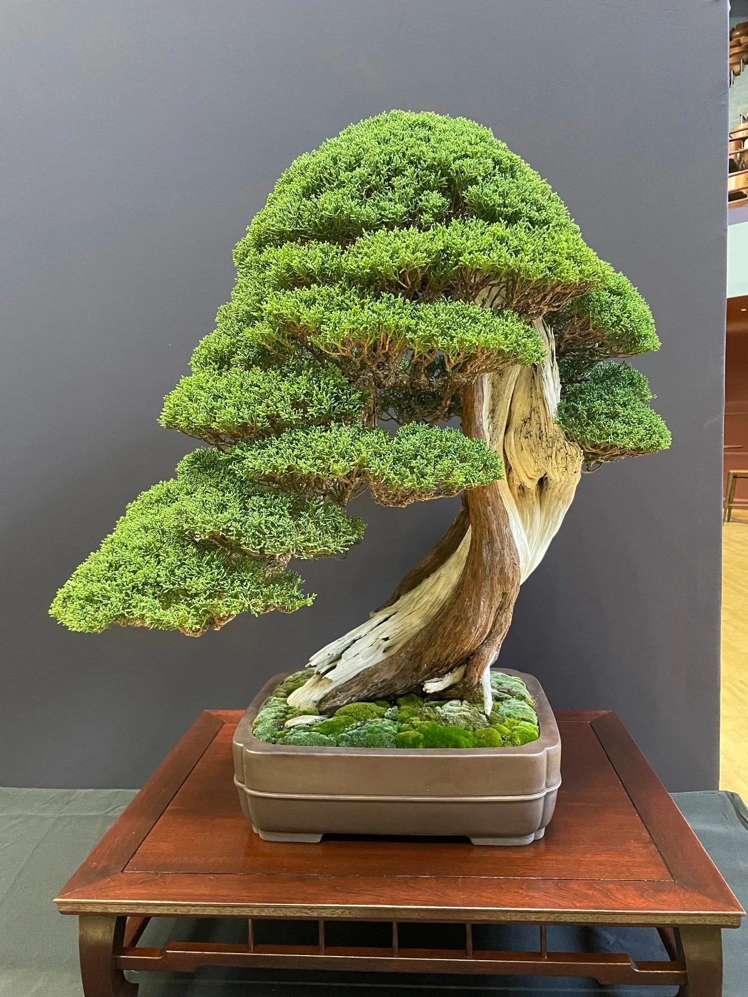 ⛩️ Pacific Bonsai Expo 2024