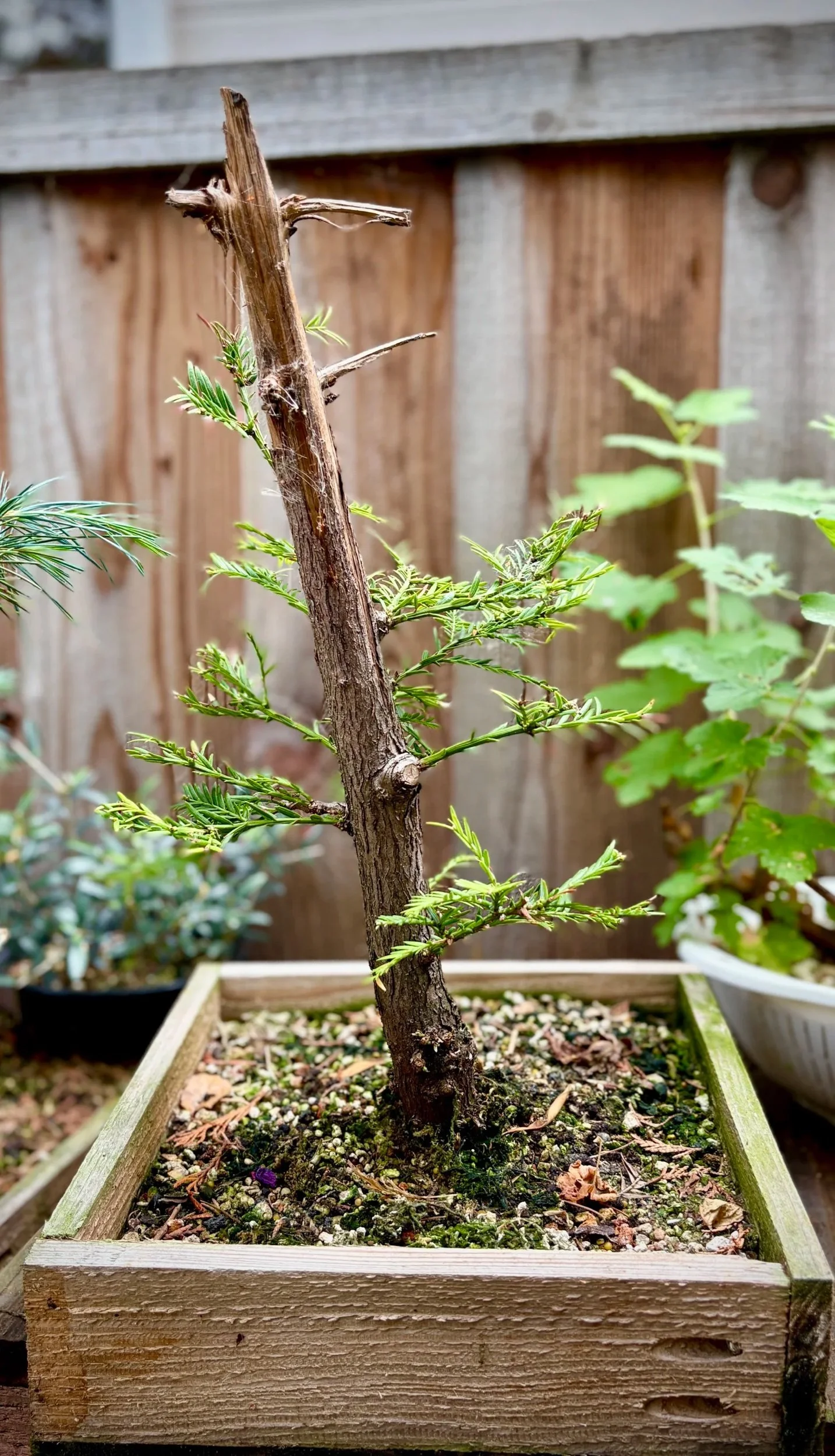 🌲 Coast Redwood Air-layer (attempts)