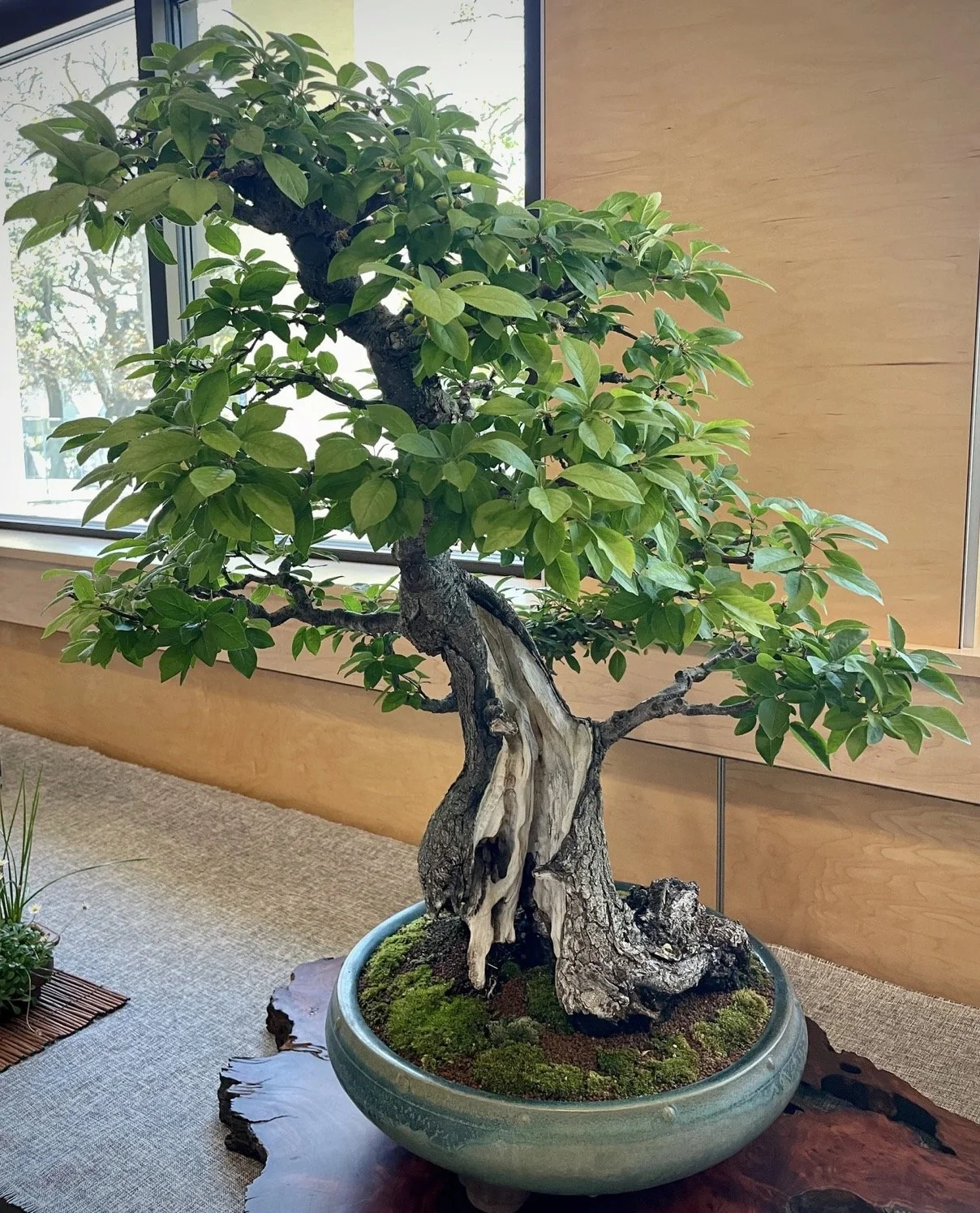 ⛩️ Kusamura Club Show 2024