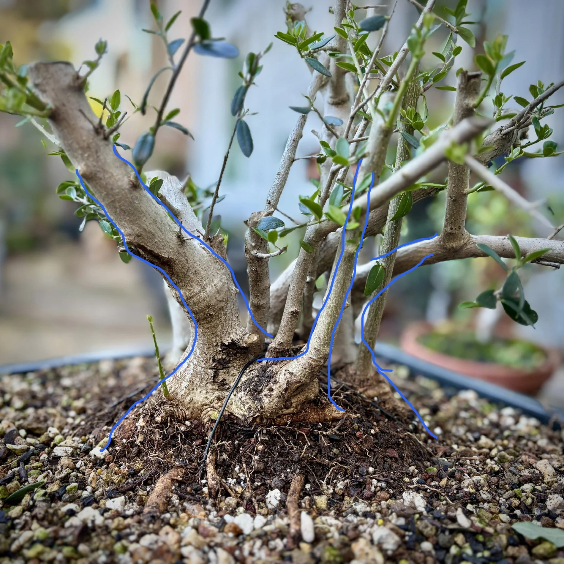 🫒 Olive Shohin, #2528