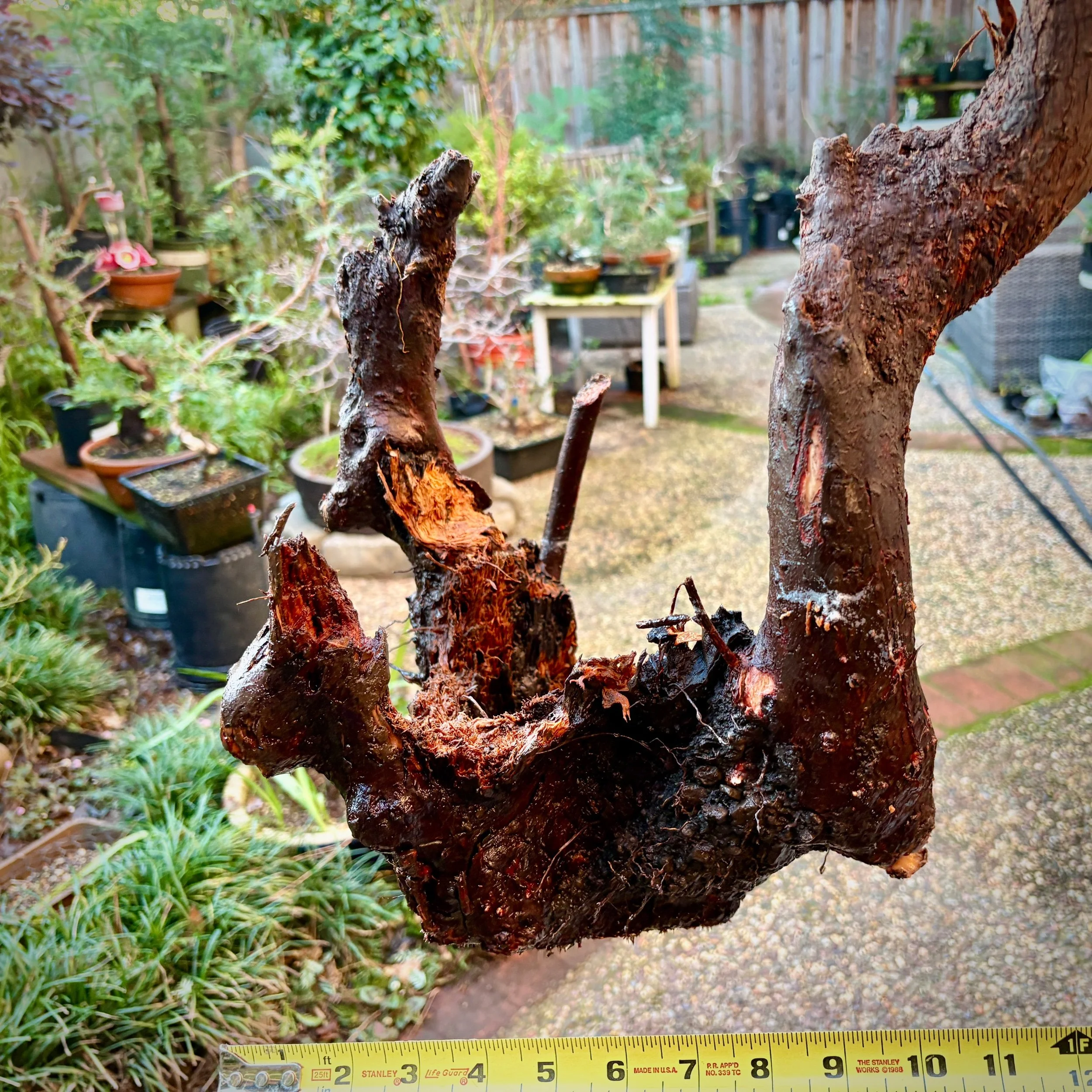 Coast Redwood, Yamadori, #2501 A/B 