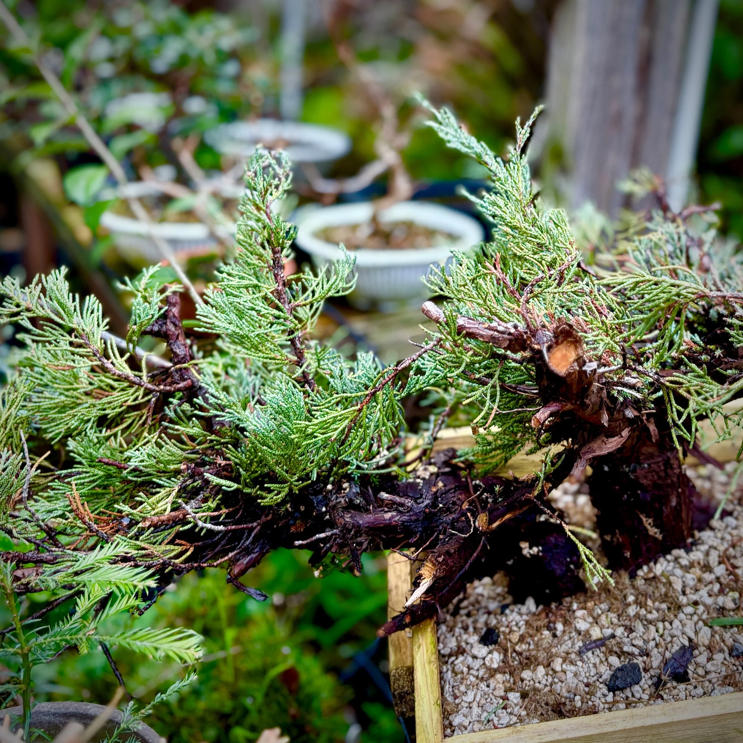 Sierra Juniper, #2516 Gio