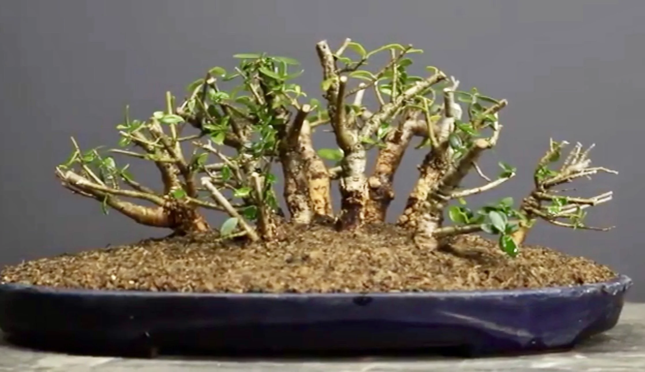 Olive Forest - Terry Erasmus