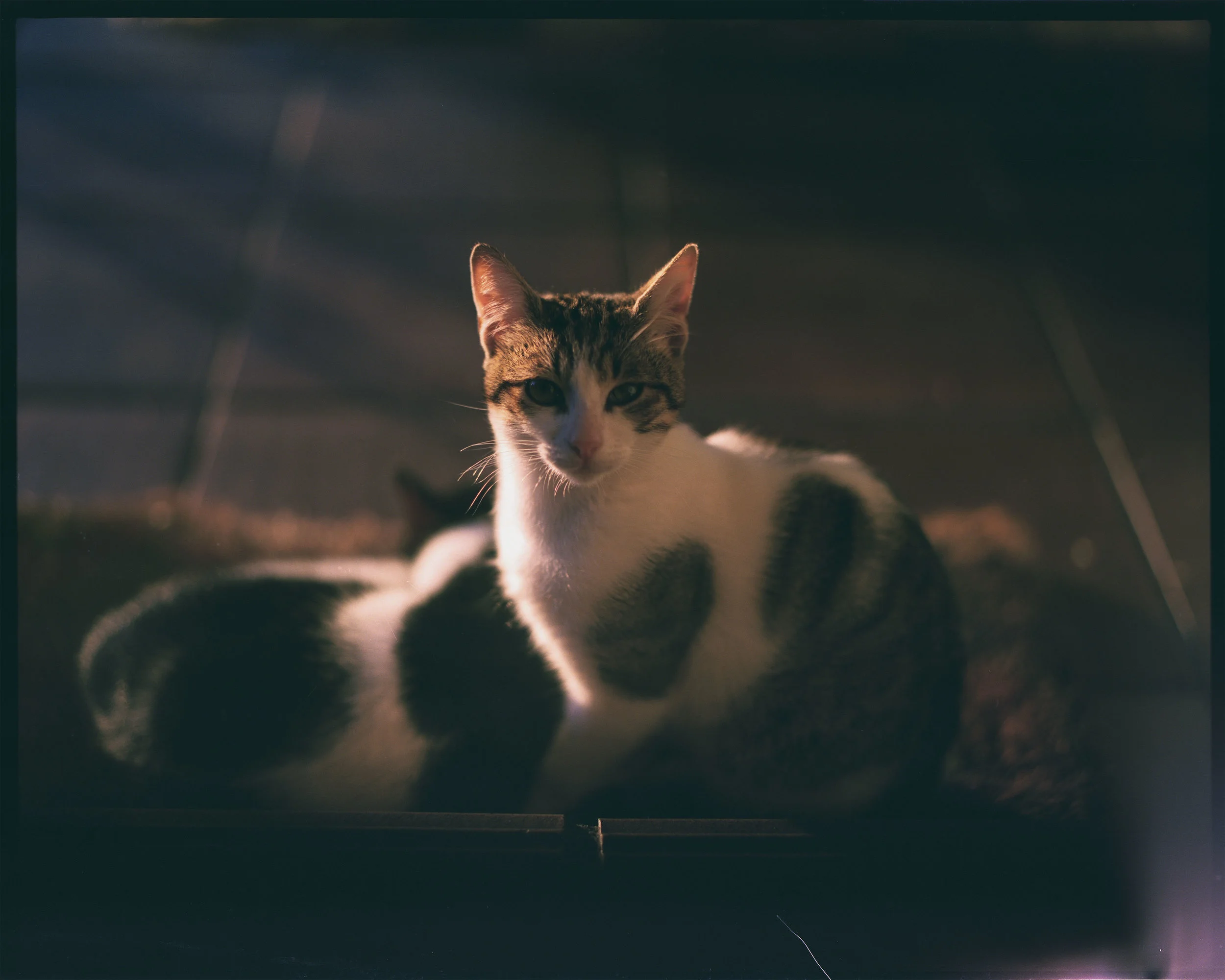 Pentax67Katutxakur001 (2).jpg