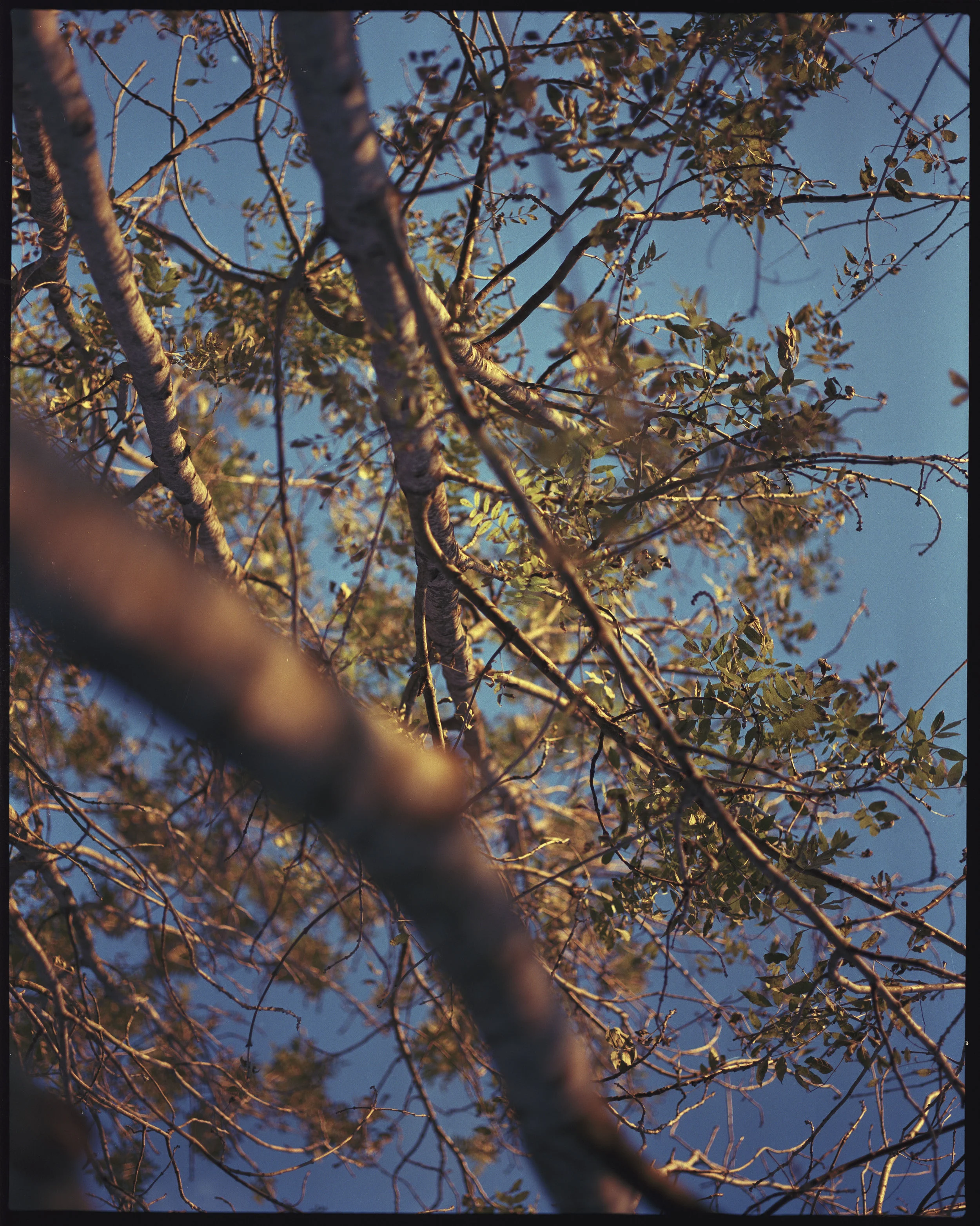 Pentax67Katutxakur007.jpg