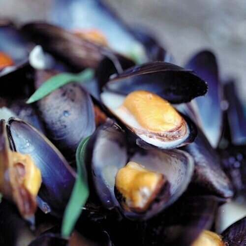 mussels-with-acquivit-from-kitchen-of-light.jpg
