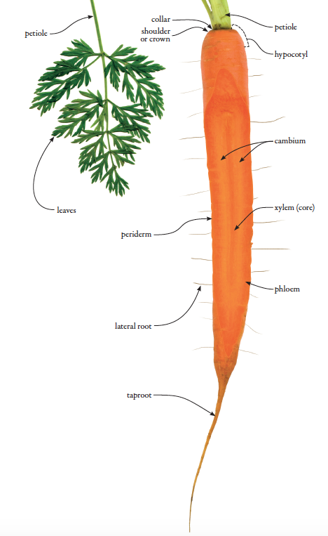 50 ways to cook a carrot p14.png