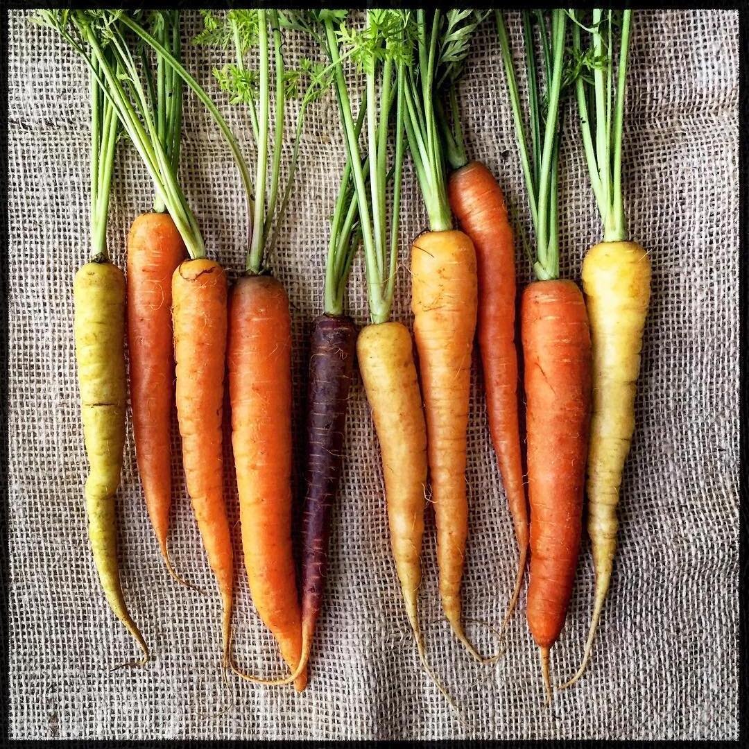 “The carrot is really a stand-in for many other possible ingredients.”