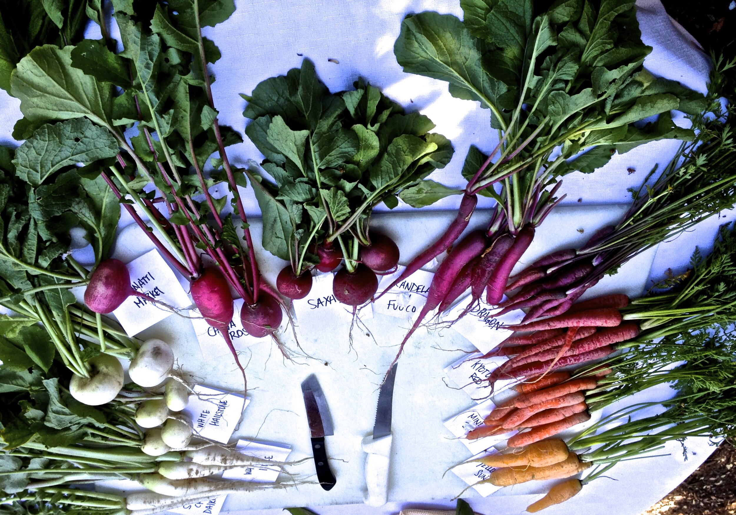 Carrots in all colors: Madison is a champion of fresh, local produce