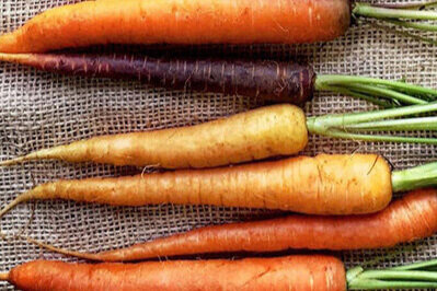 Colored carrots