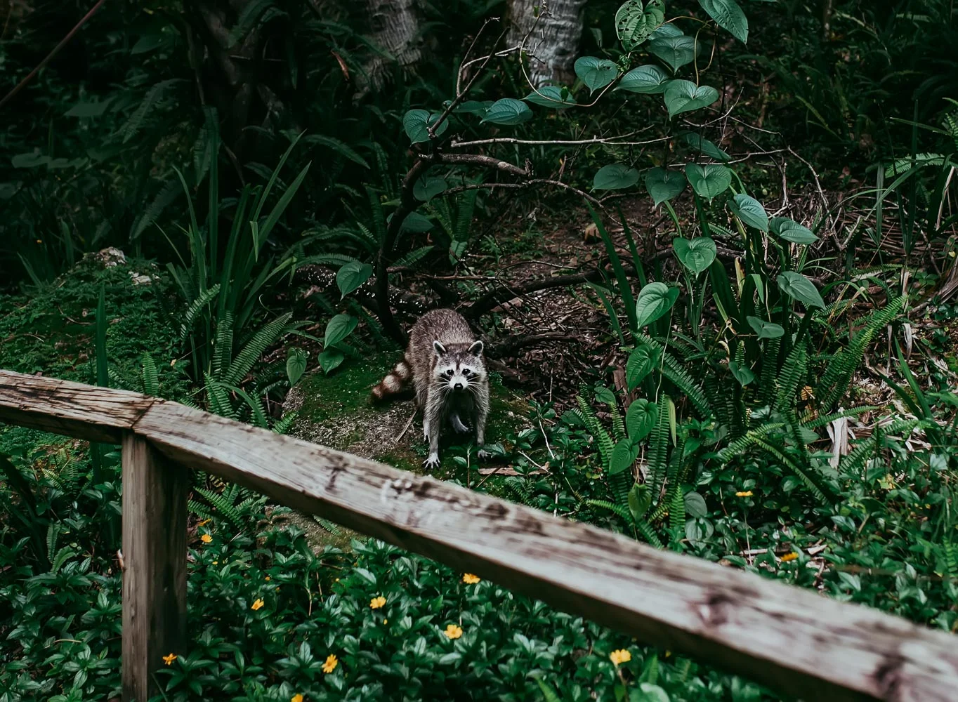 See, I told you raccoons were following us. One was even in my work bag rummaging for food. HA!